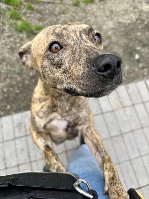 Spring Roll, Adoptable, Young Female Terrier.