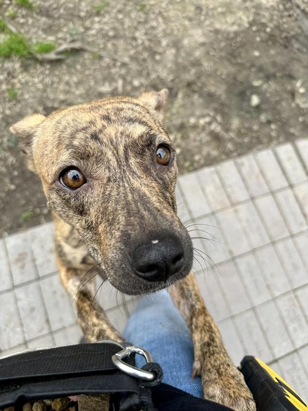 Enlarge Spring Roll, a Adoptable mixed breed in Santa Rosa, CA image 2/5