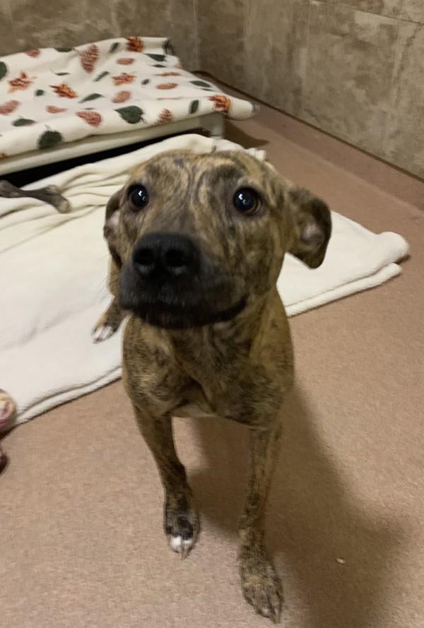 Enlarge Spring Roll, a Adoptable mixed breed in Santa Rosa, CA image 3/5