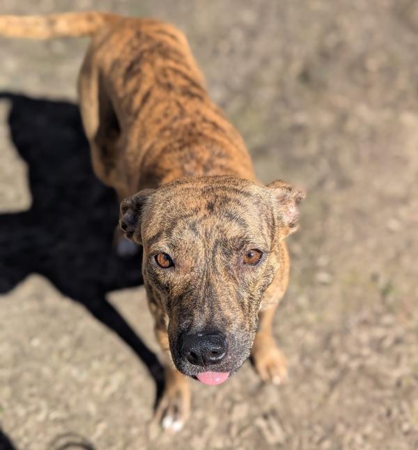 Enlarge Spring Roll, a Adoptable mixed breed in Santa Rosa, CA image 4/5