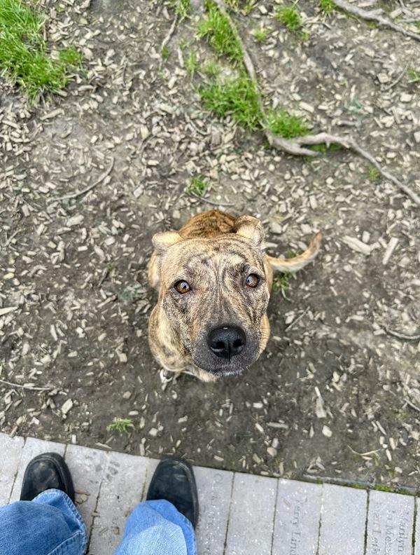Enlarge Spring Roll, a Adoptable mixed breed in Santa Rosa, CA image 5/5
