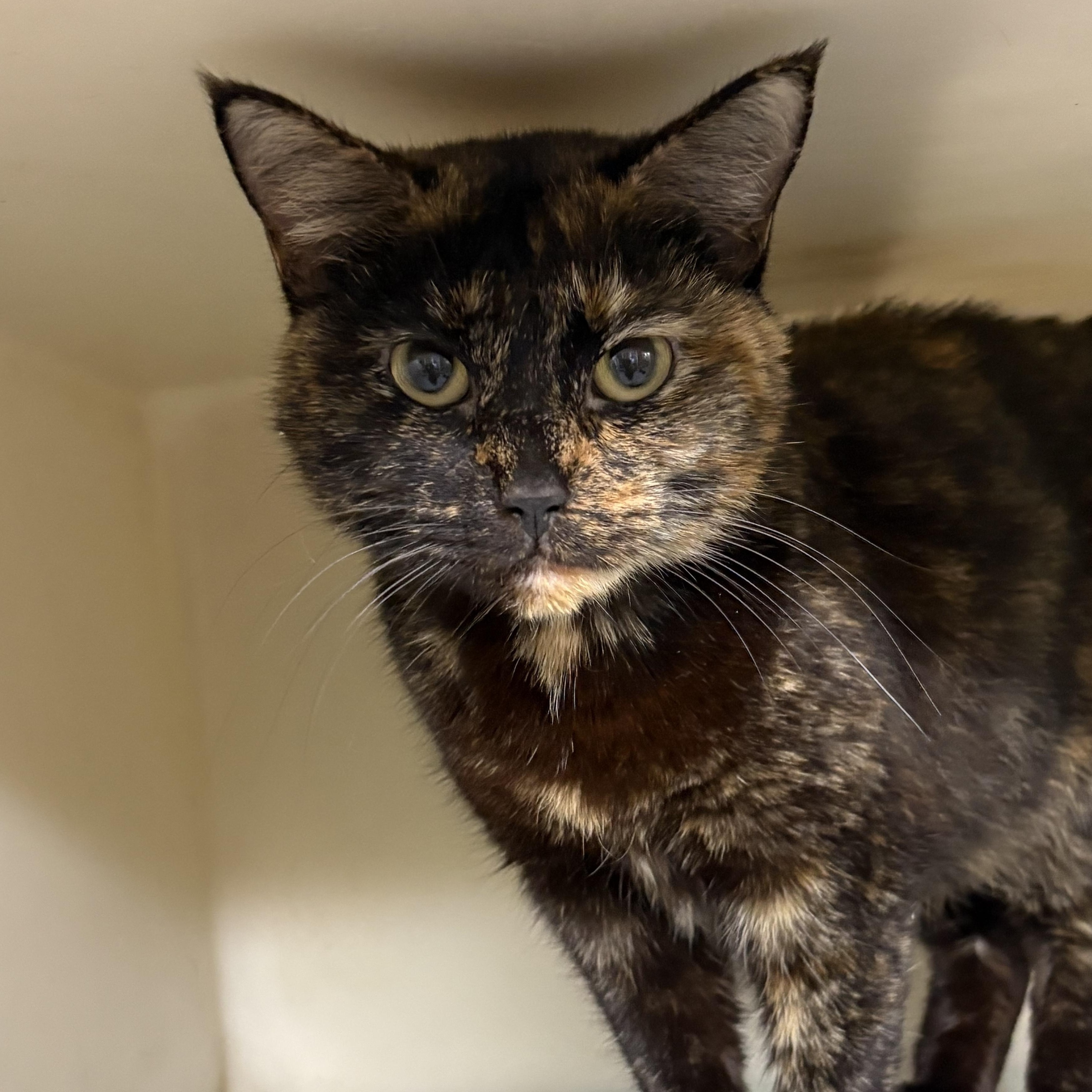 Jane , ADOPTABLE, Adult Female Tortoiseshell & Domestic Short Hair.