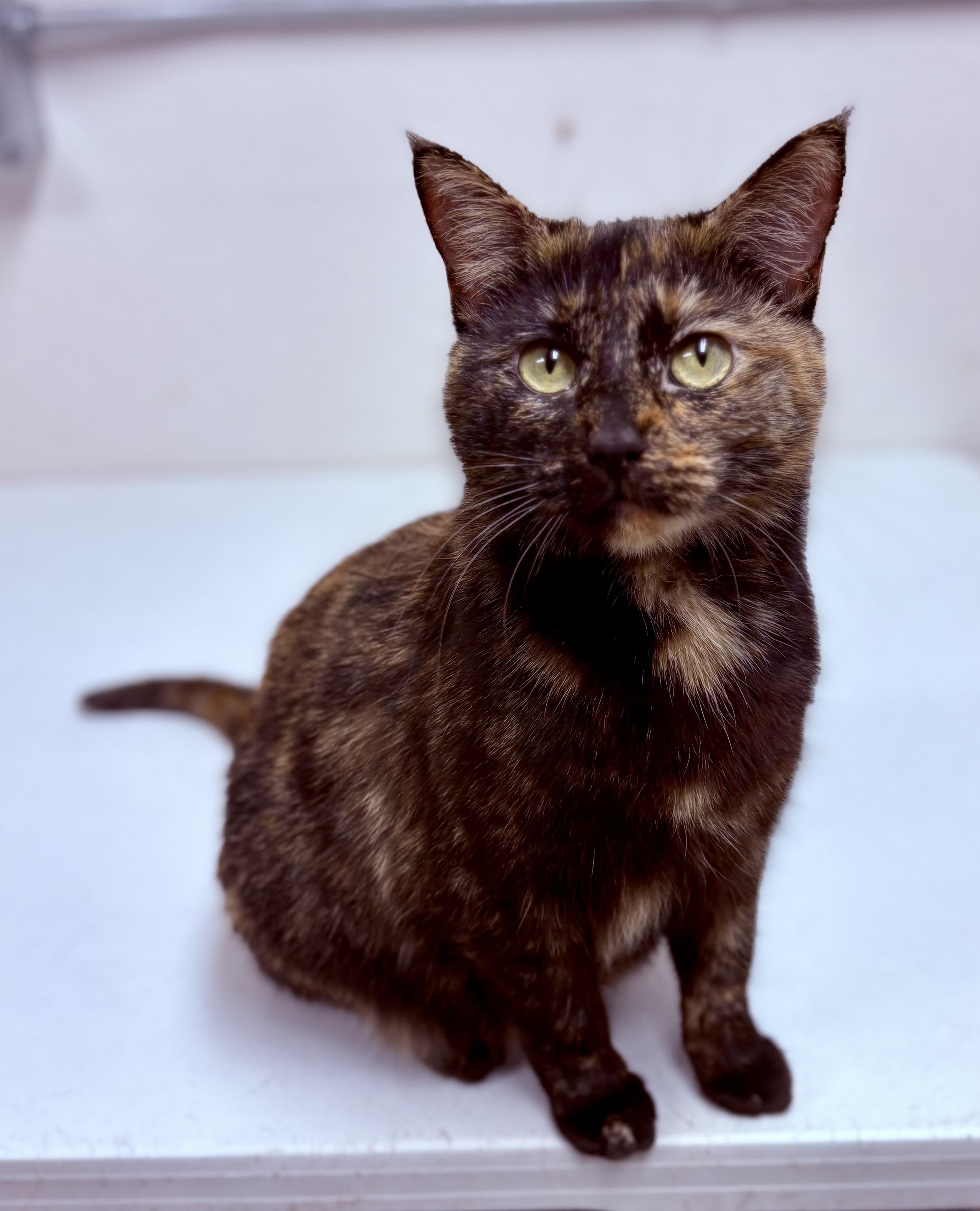 Enlarge Jane , a ADOPTABLE mixed breed in Charles City, IA image 1/4