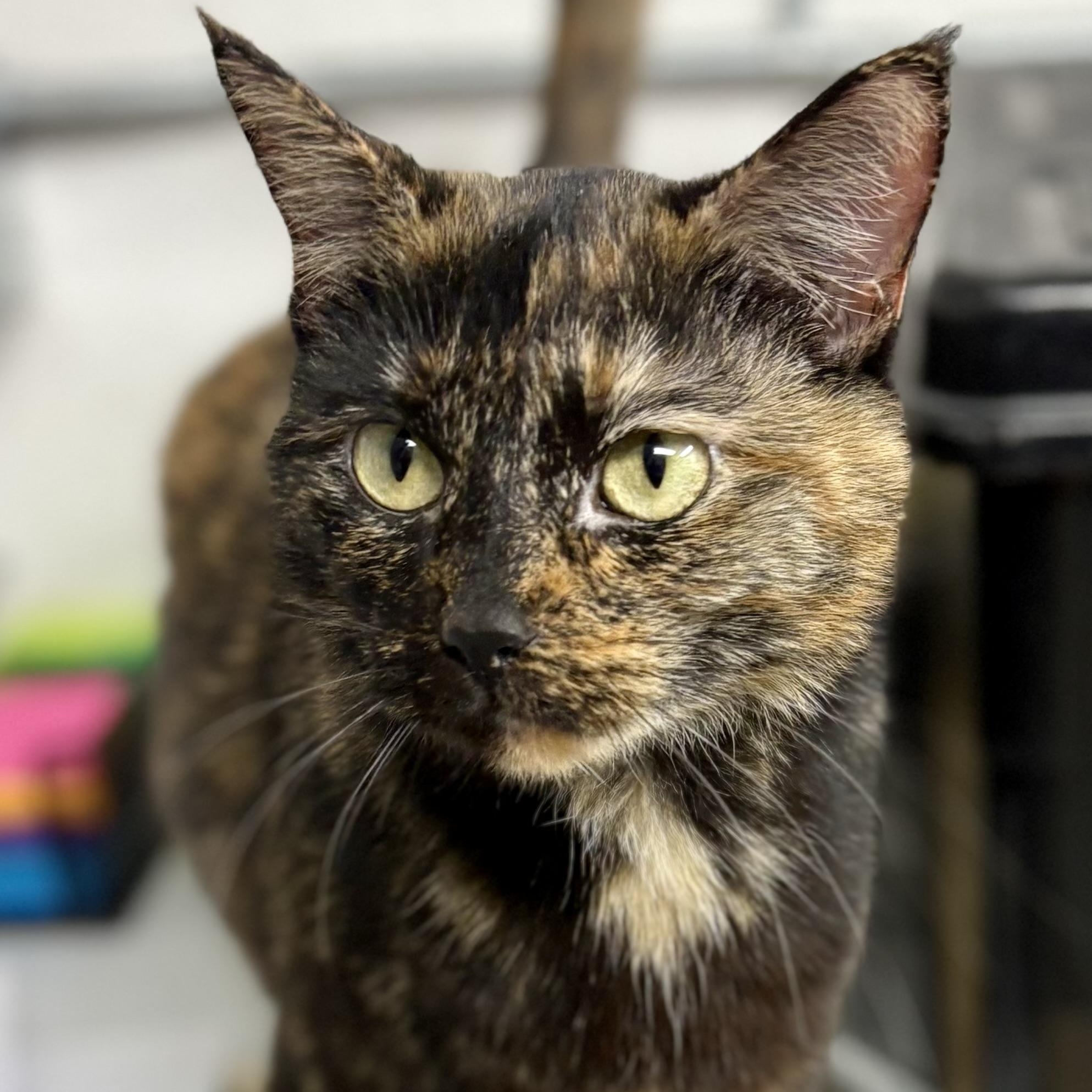 Enlarge Jane , a ADOPTABLE mixed breed in Charles City, IA image 2/4