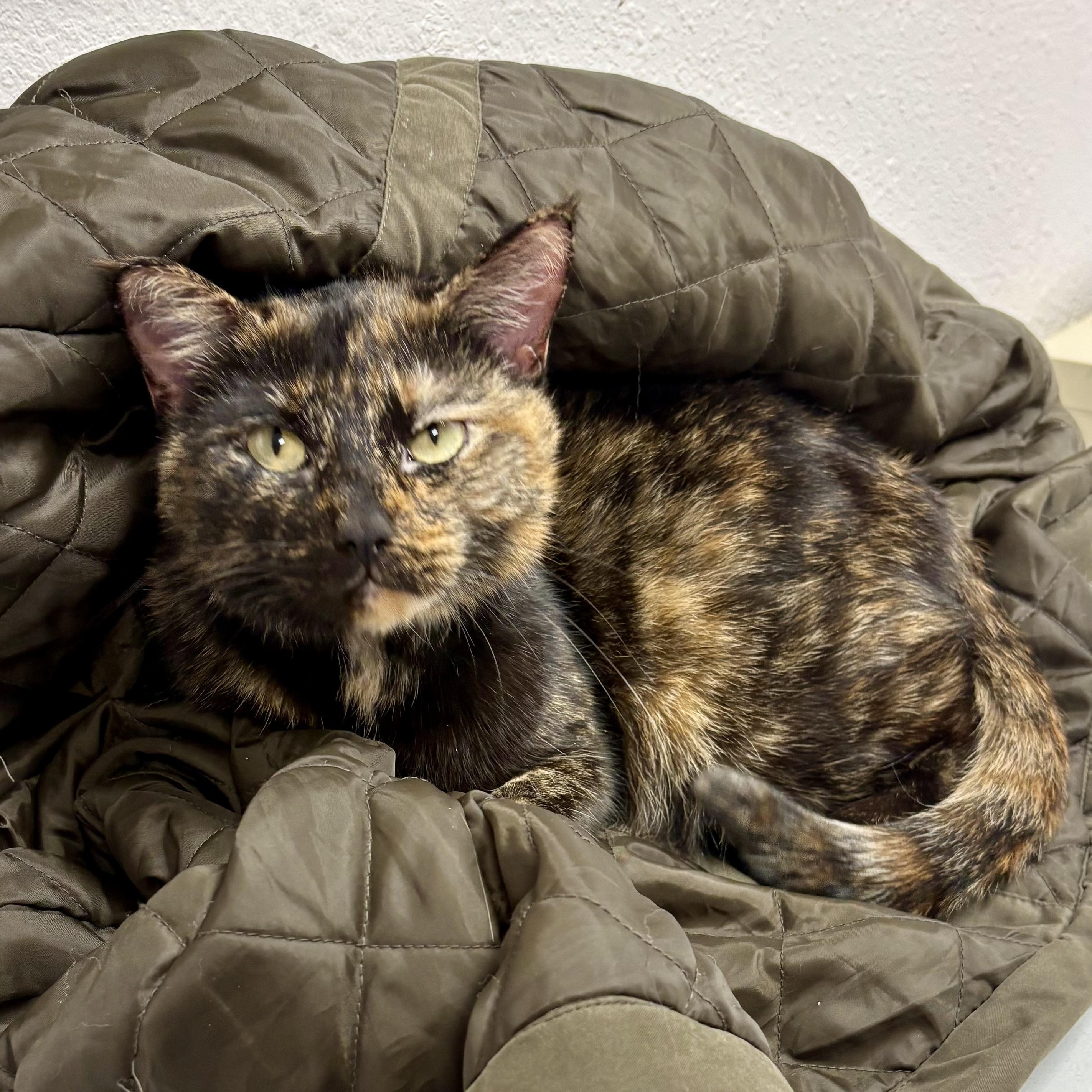 Enlarge Jane , a ADOPTABLE mixed breed in Charles City, IA image 4/4