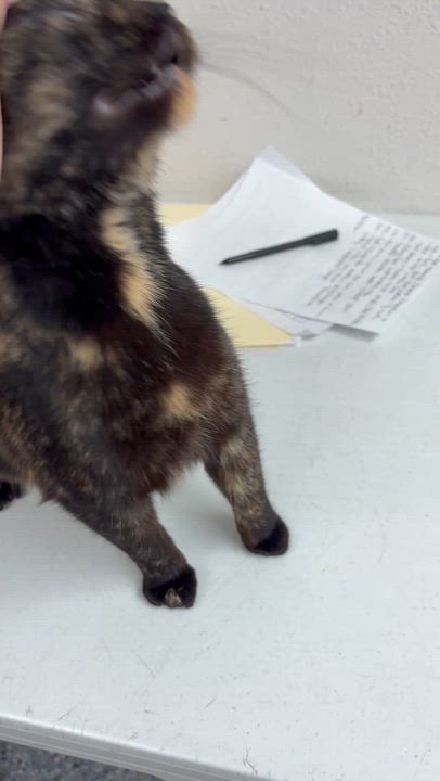 Enlarge Jane , a ADOPTABLE mixed breed in Charles City, IA video 3/4