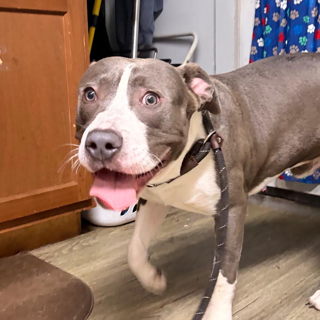 Danni, Adoptable, Young Male Mixed Breed.