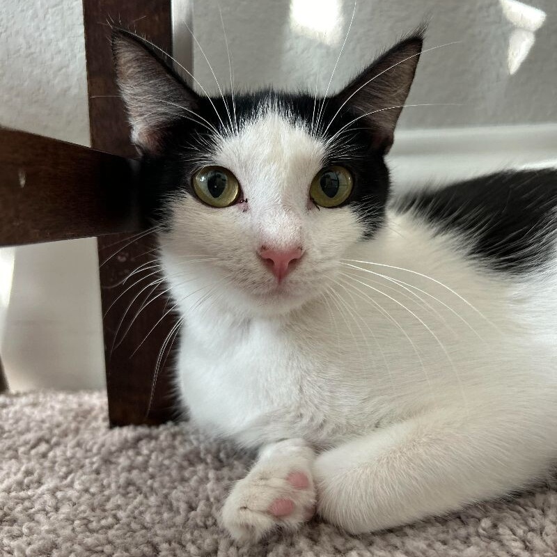 Cat for adoption Eva Crown, a Domestic Short Hair Mix in vancouver