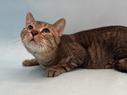 Enlarge Marcy, a Adoptable mixed breed in Golden Valley, MN image 1/1