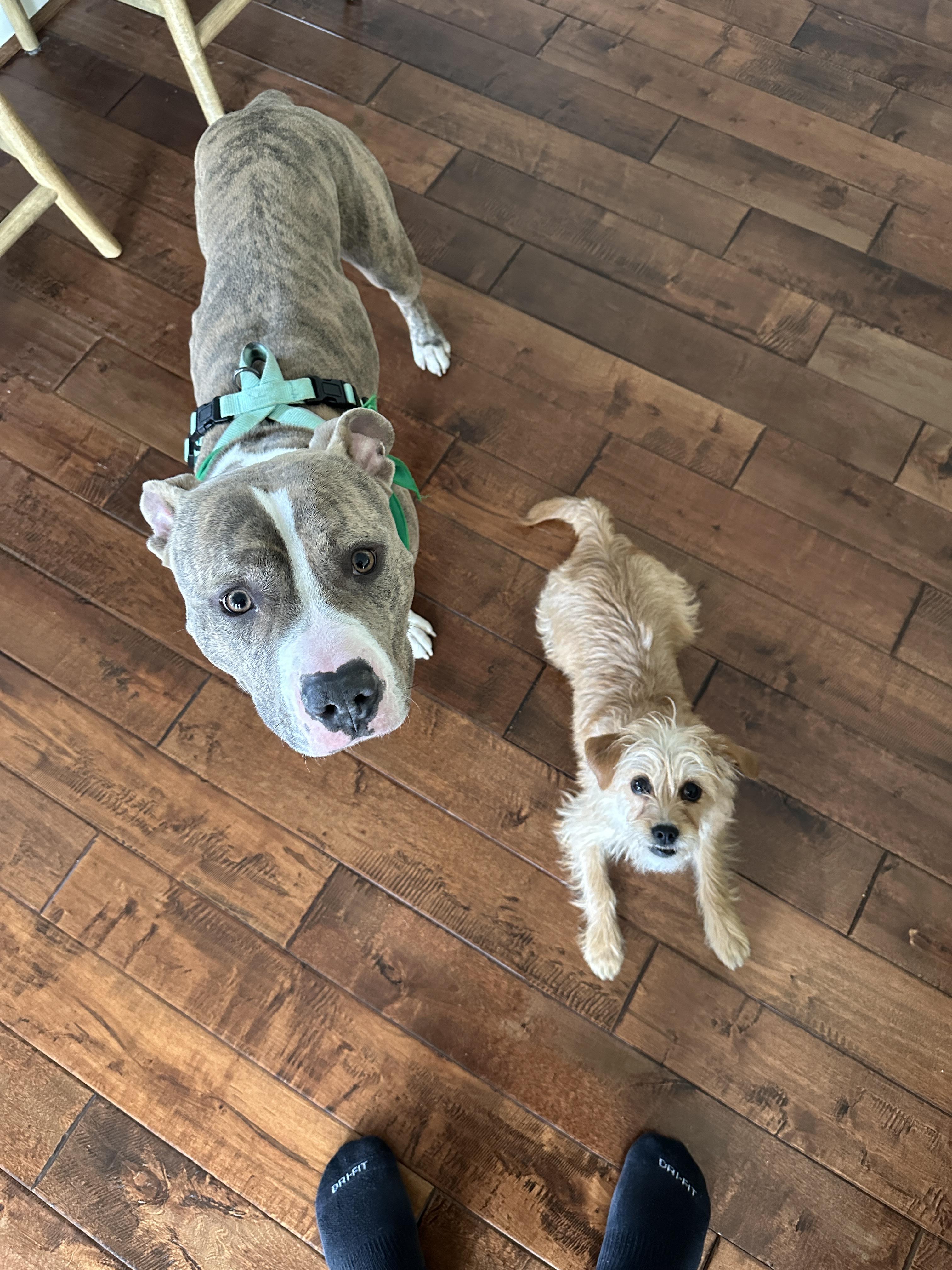 Ronnie, Adoptable, Adult Male Pit Bull Terrier.