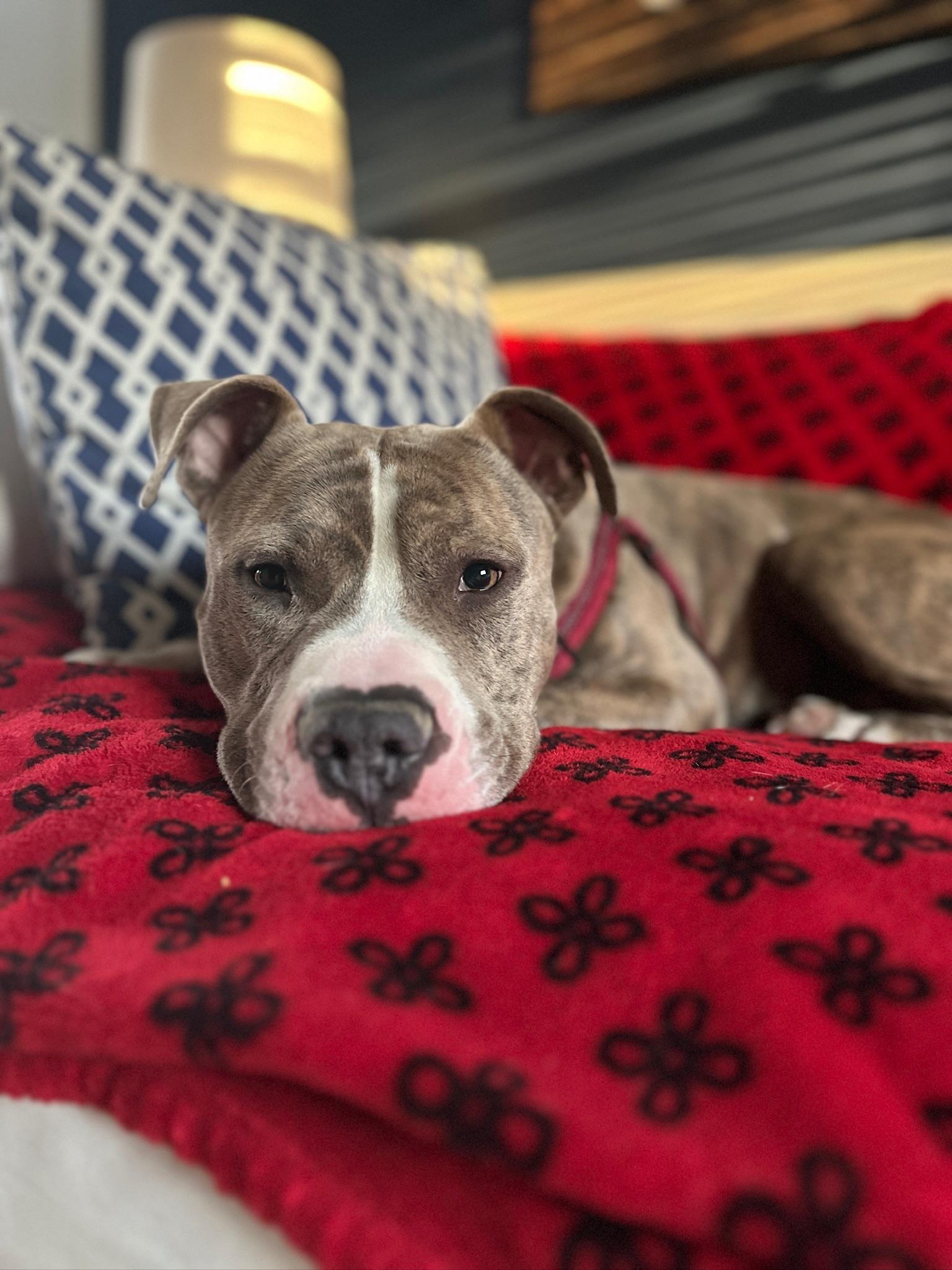 Enlarge Ronnie, a Adoptable Pit Bull Terrier in Alexandria, VA image 2/6