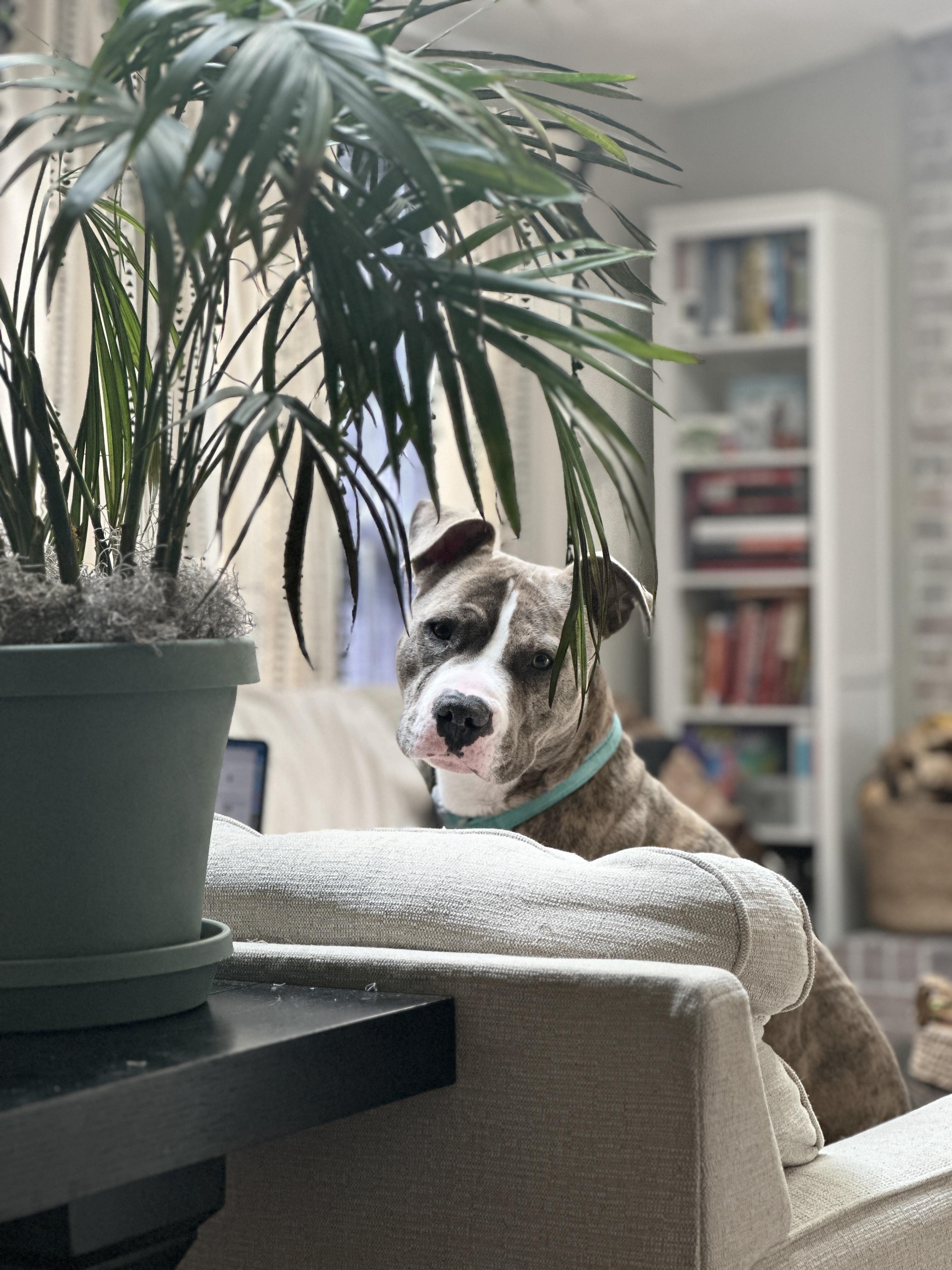 Enlarge Ronnie, a Adoptable Pit Bull Terrier in Alexandria, VA image 3/6