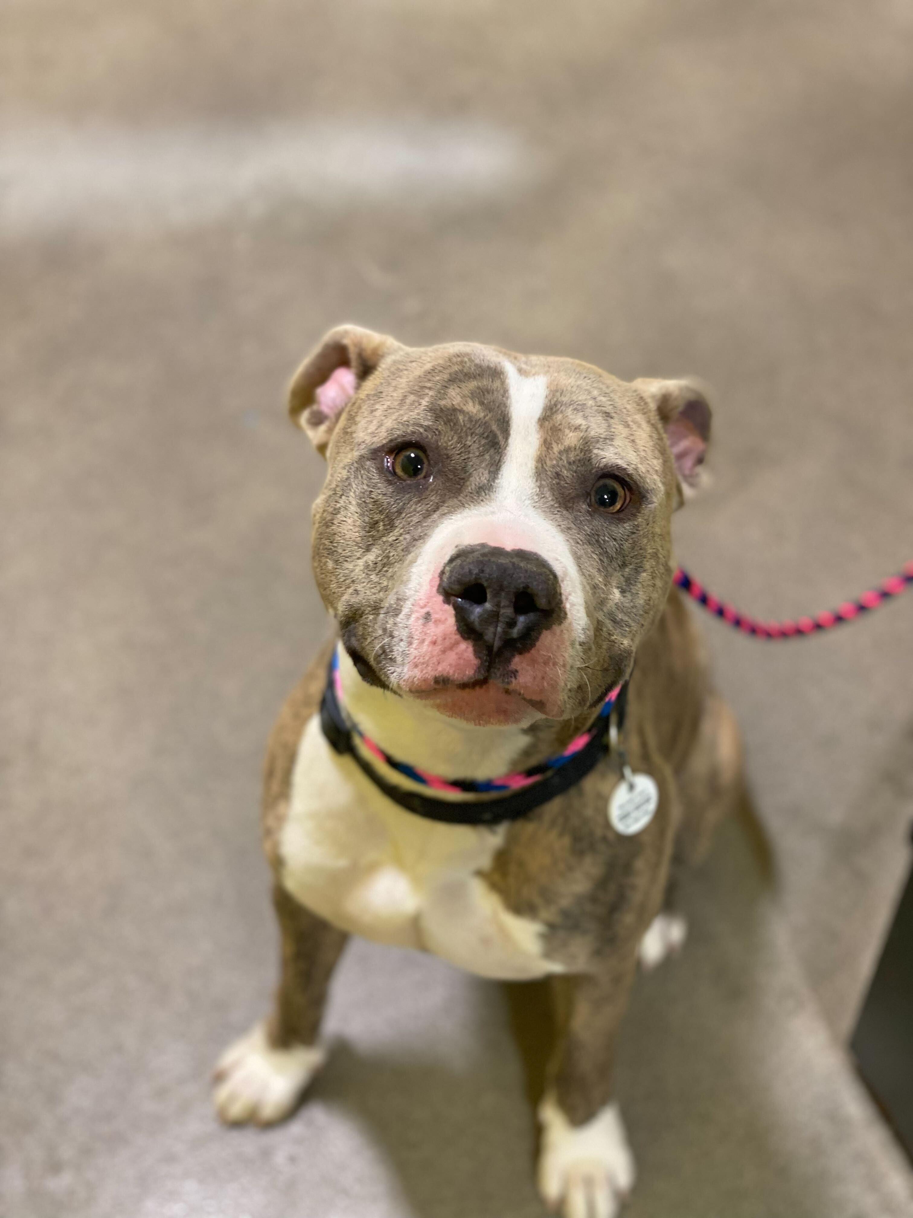 Enlarge Ronnie, a Adoptable Pit Bull Terrier in Alexandria, VA image 4/6