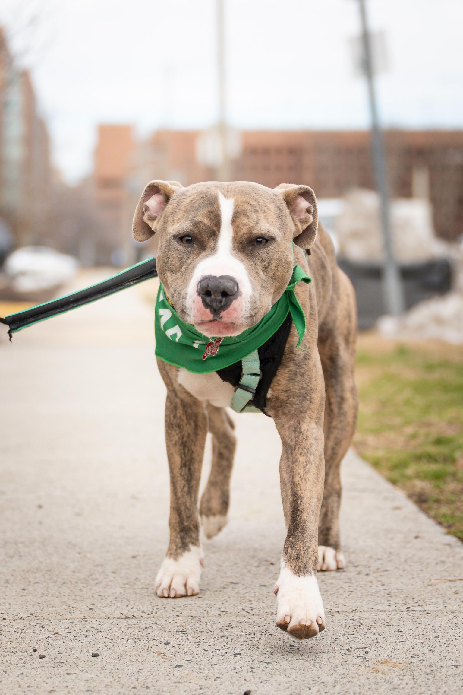 Enlarge Ronnie, a Adoptable Pit Bull Terrier in Alexandria, VA image 5/6
