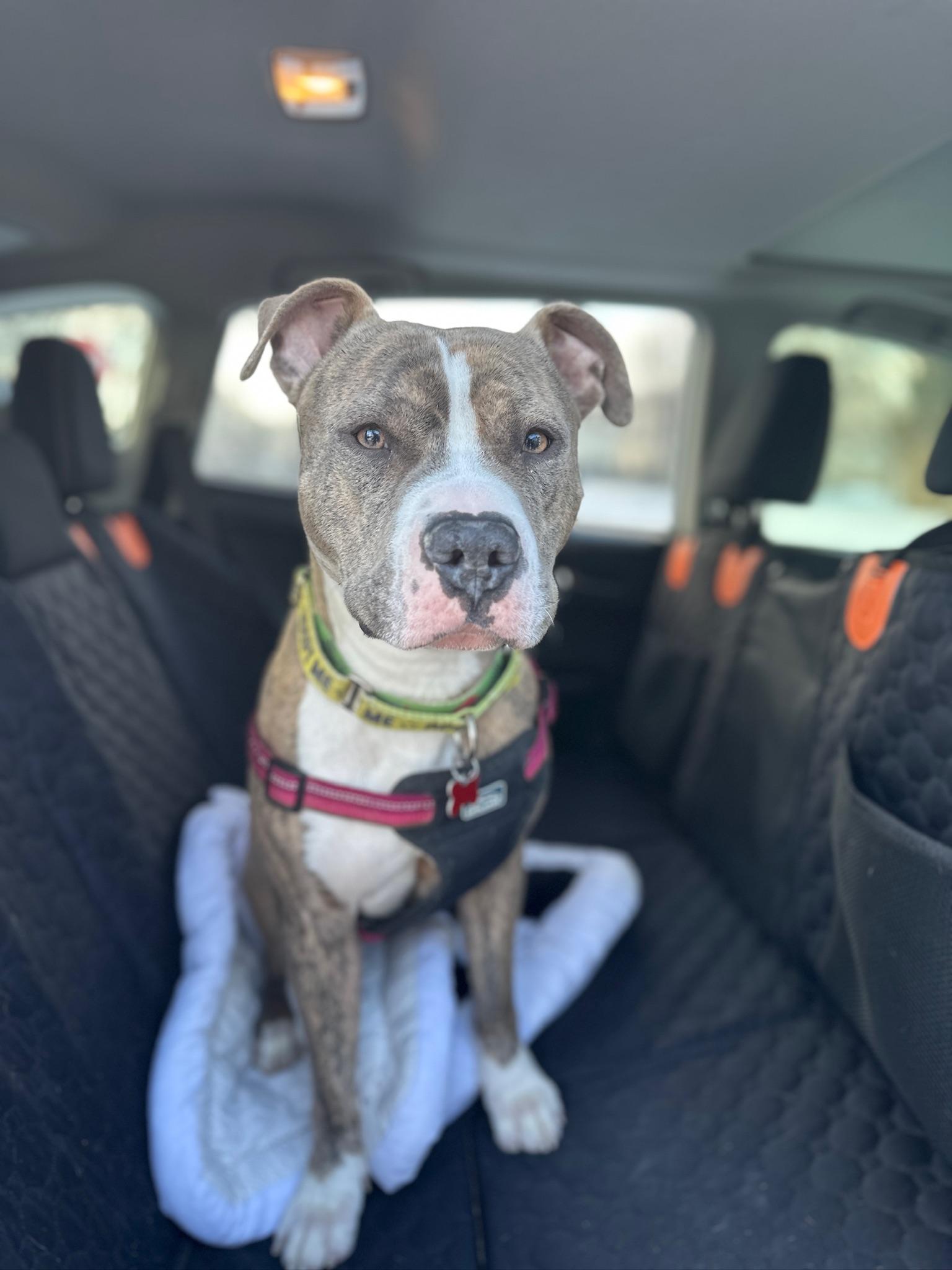 Enlarge Ronnie, a Adoptable Pit Bull Terrier in Alexandria, VA image 6/6