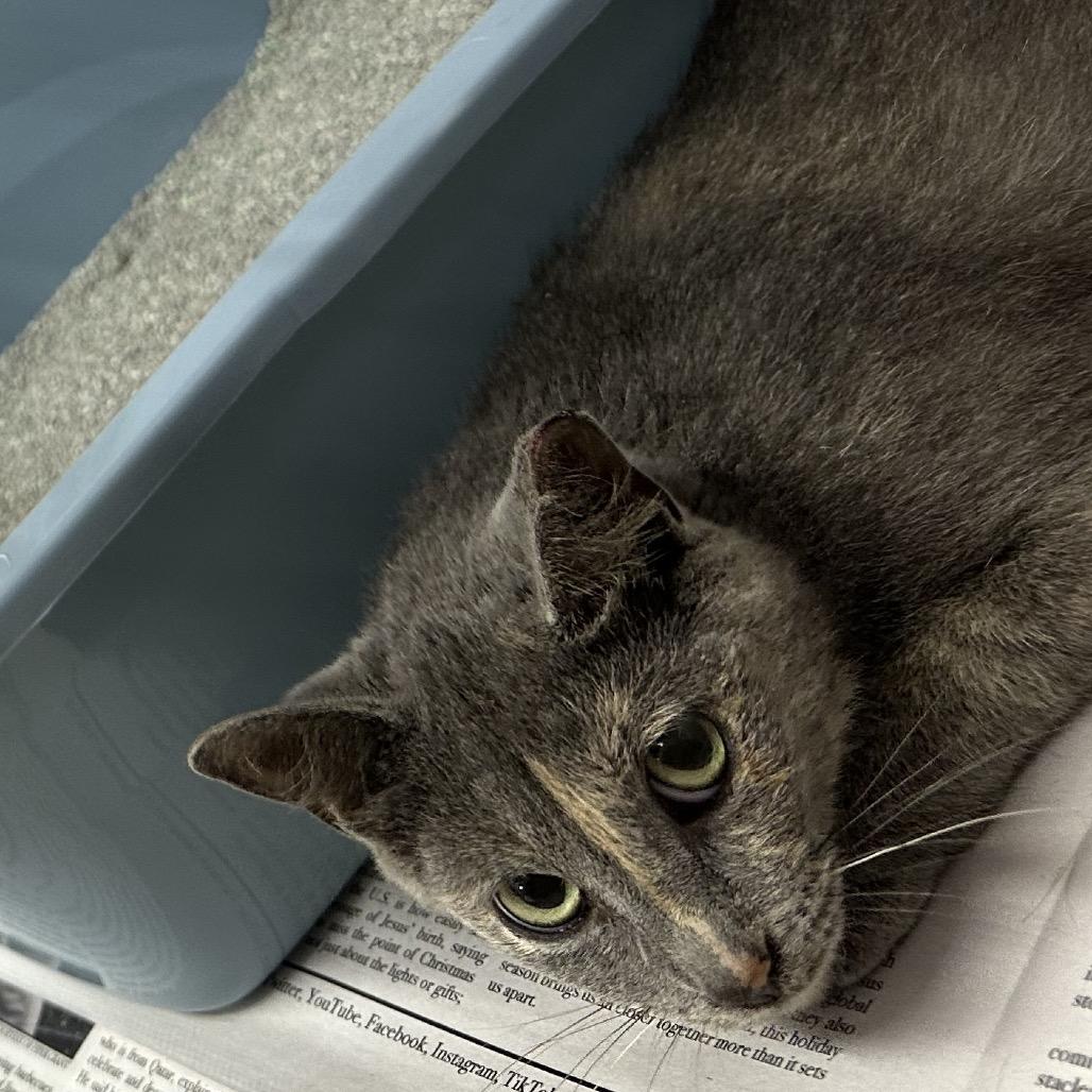 Ahsoka, Adoptable, Adult Female Domestic Short Hair.