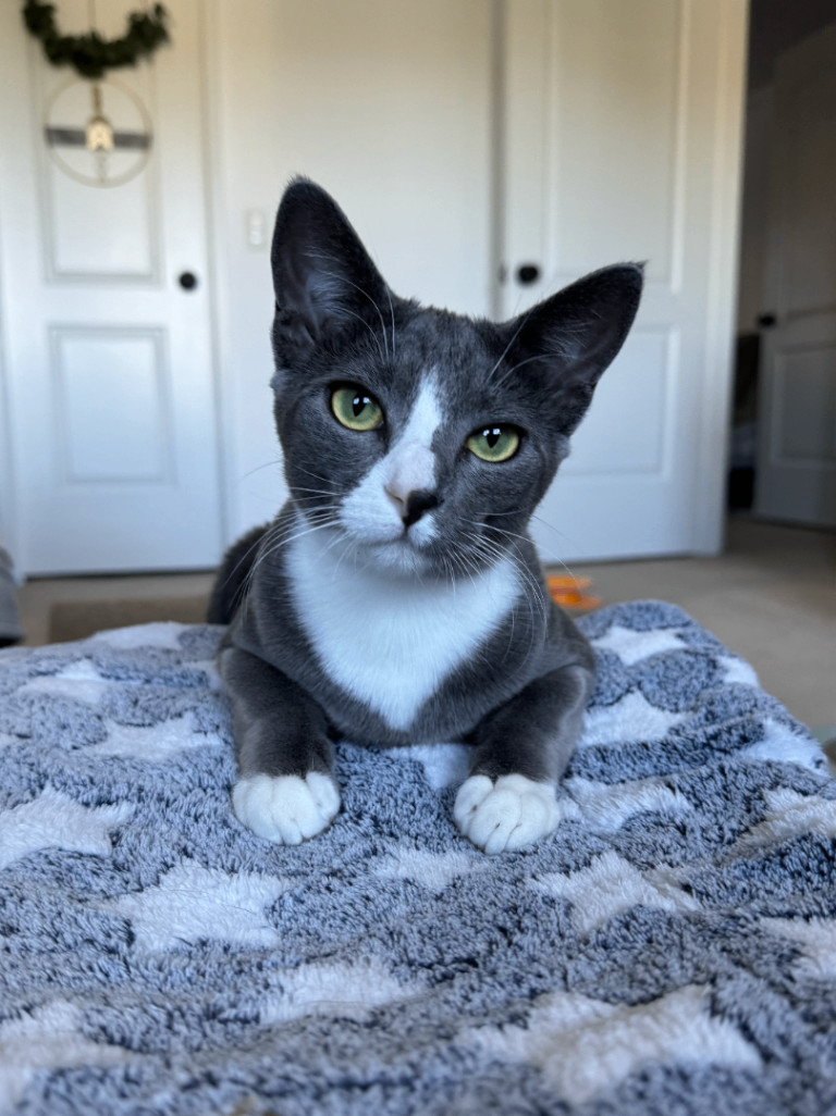 Tinx, a Adopted Domestic Short Hair in Herrin, IL image 1/5