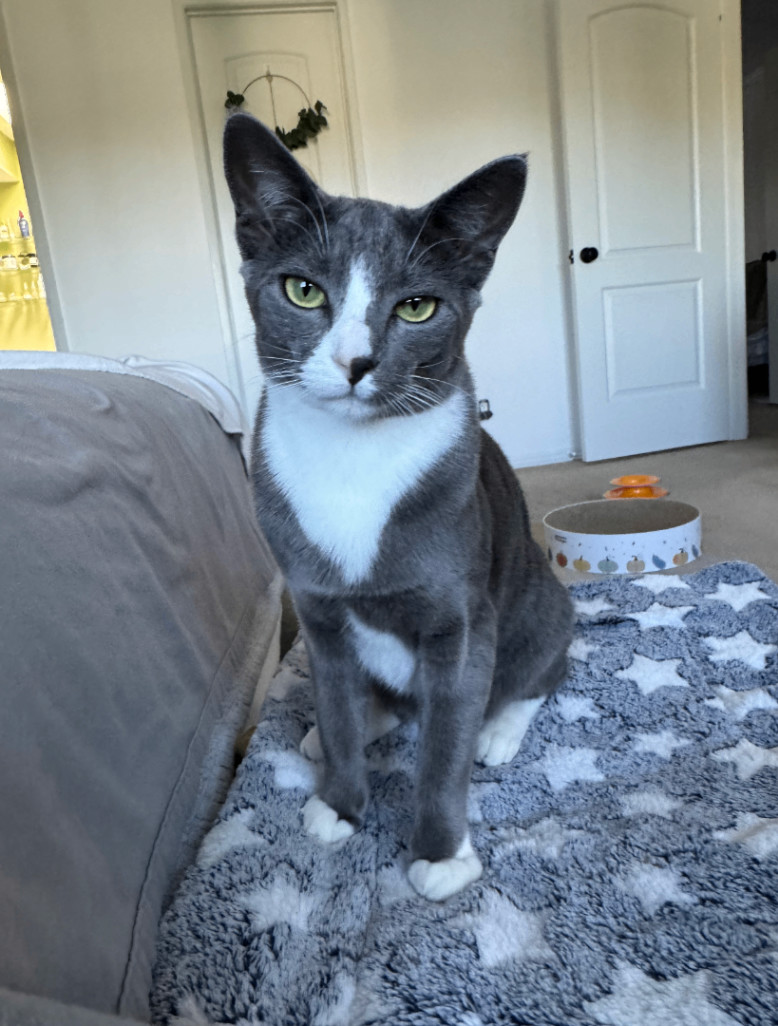 Tinx, a Adopted Domestic Short Hair in Herrin, IL image 2/5