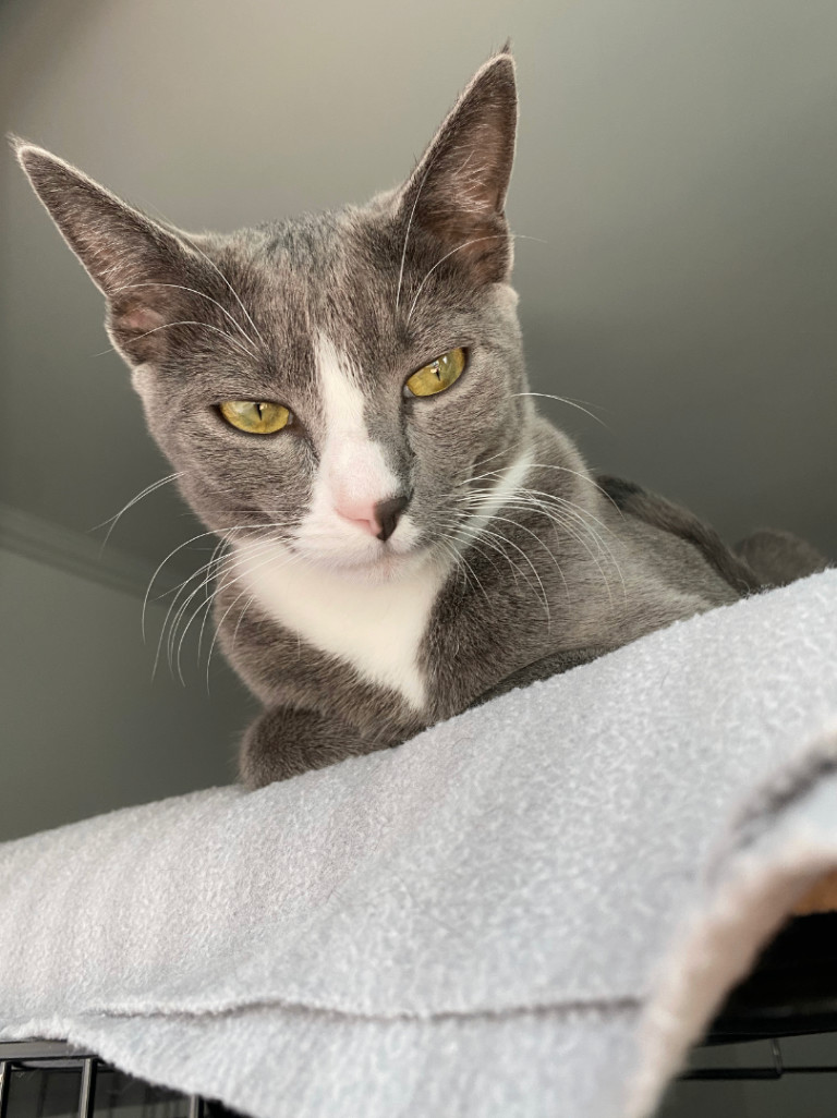 Tinx, a Adopted Domestic Short Hair in Herrin, IL image 3/5