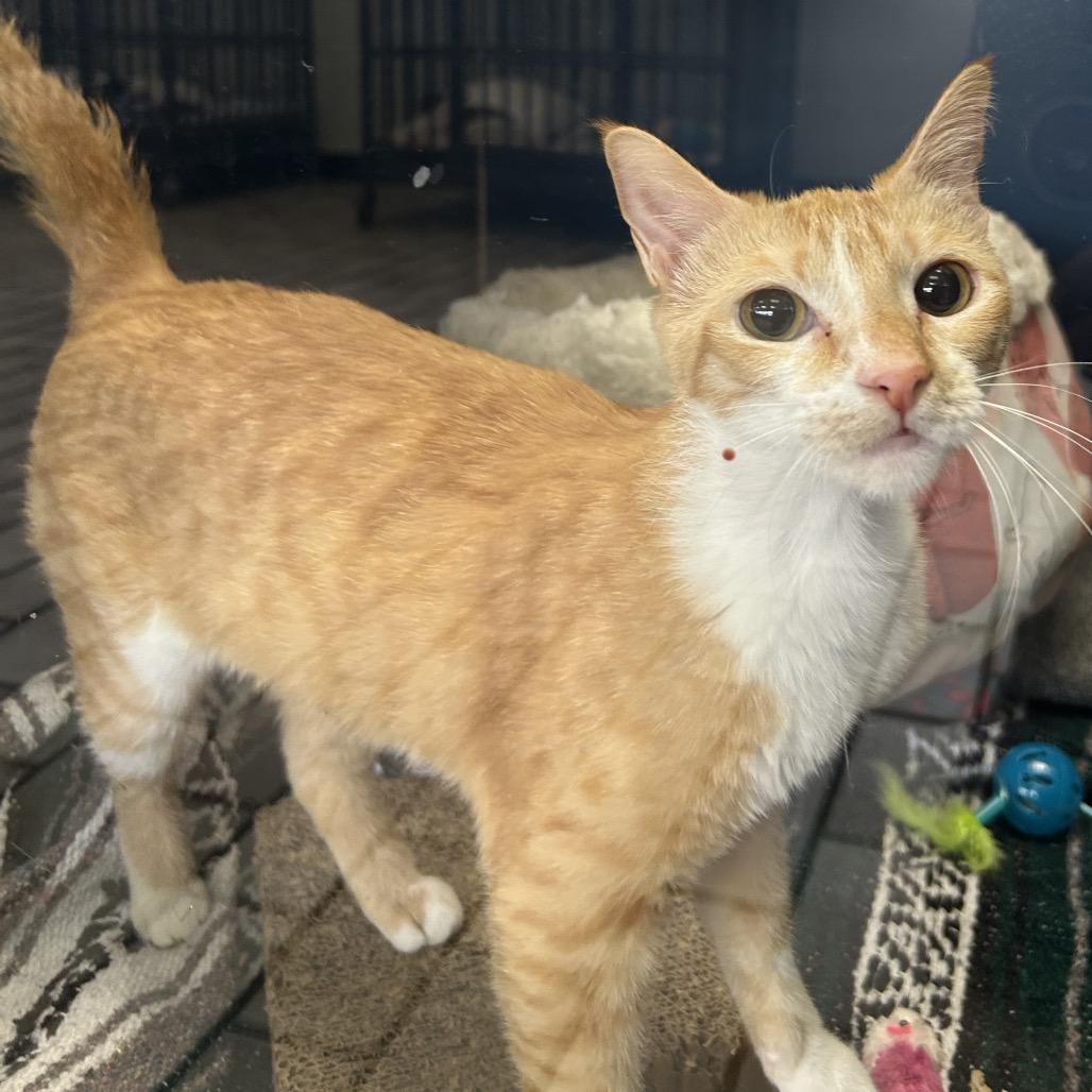 Bugs, Adoptable, Young Female Domestic Short Hair.