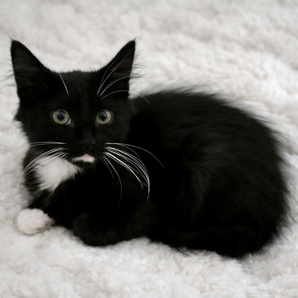 Whiskey, a ADOPTABLE Tuxedo in Bethel, CT image 1/6