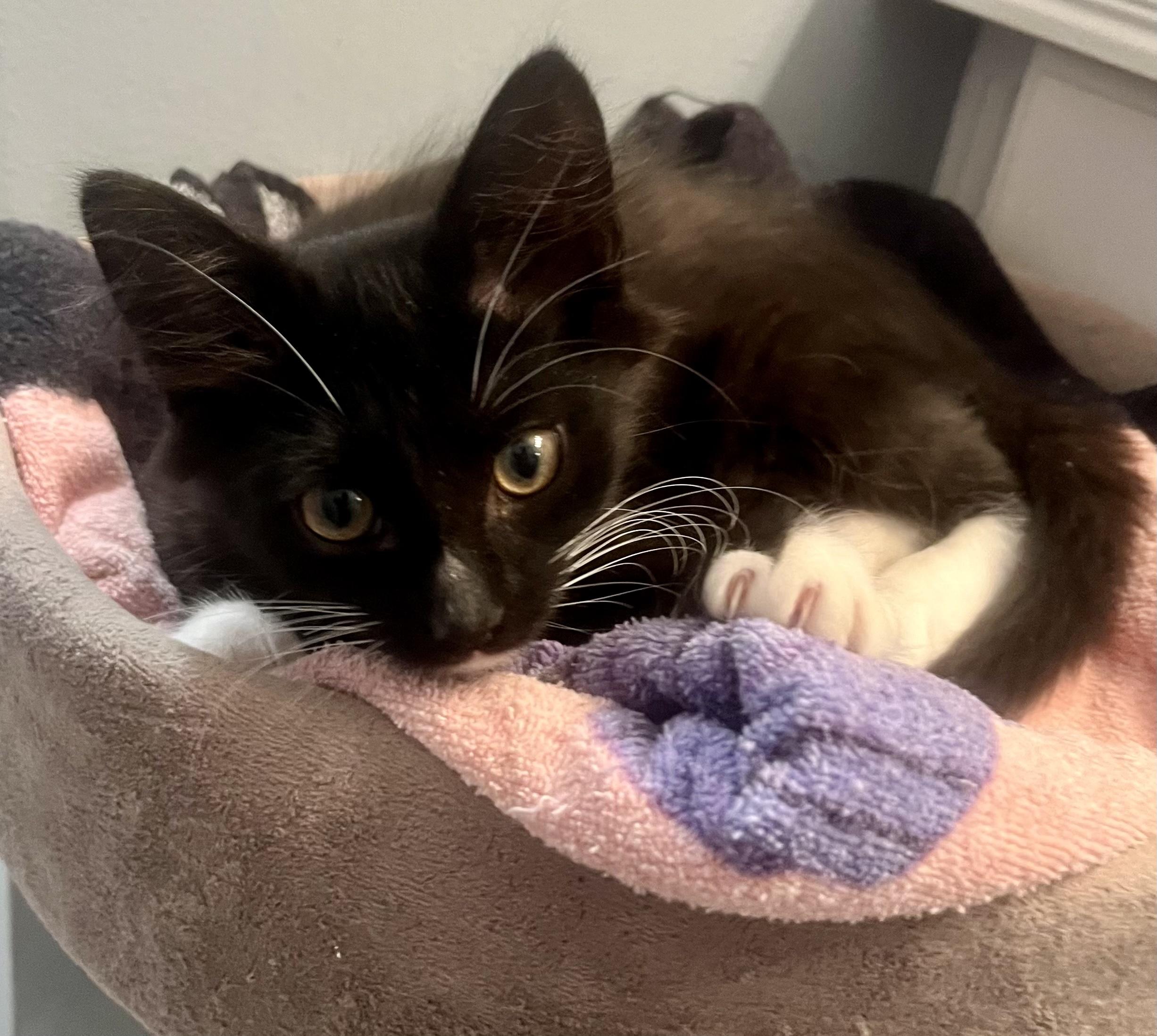 Whiskey, a ADOPTABLE Tuxedo in Bethel, CT image 4/6
