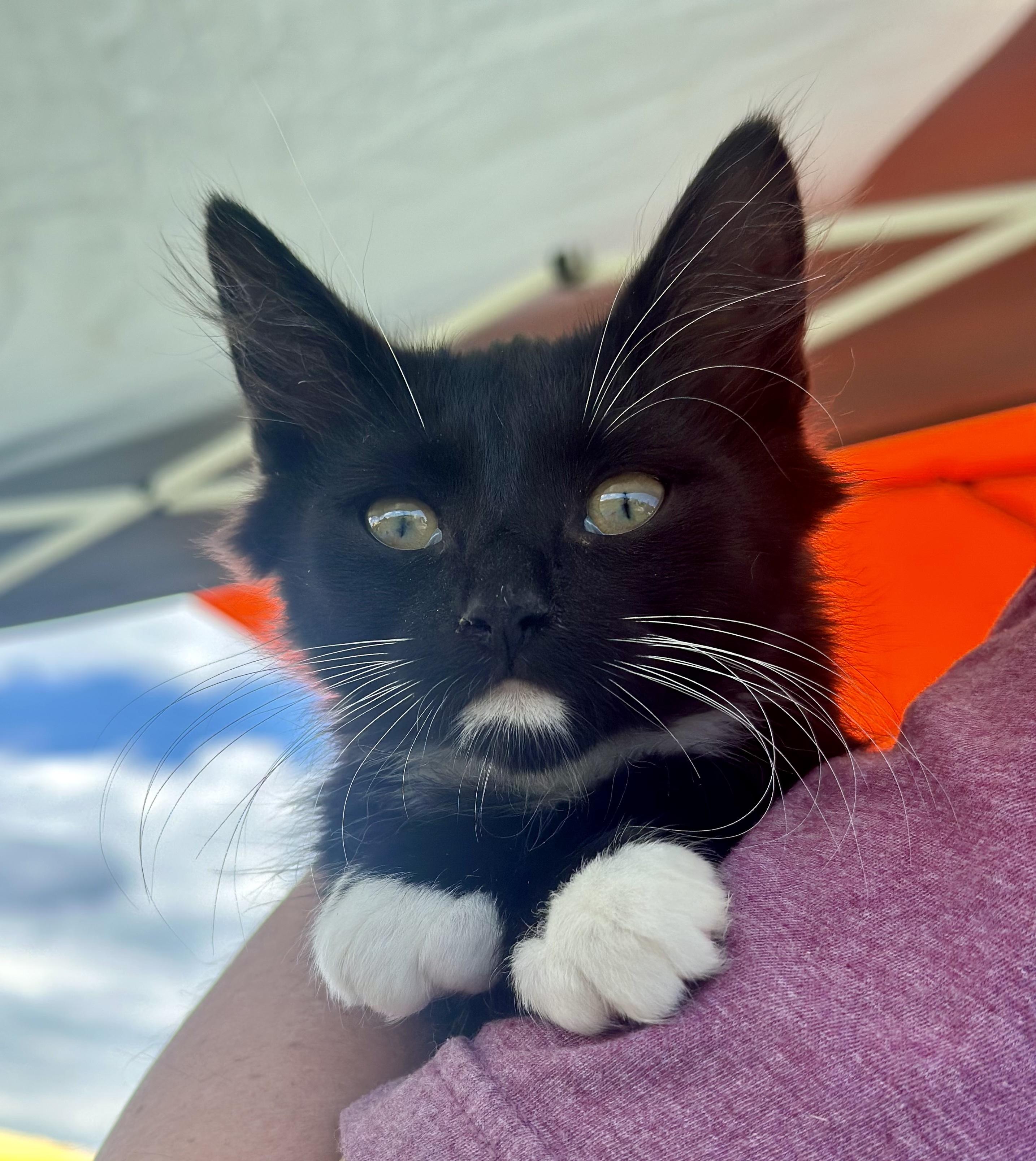 Whiskey, a ADOPTABLE Tuxedo in Bethel, CT image 6/6