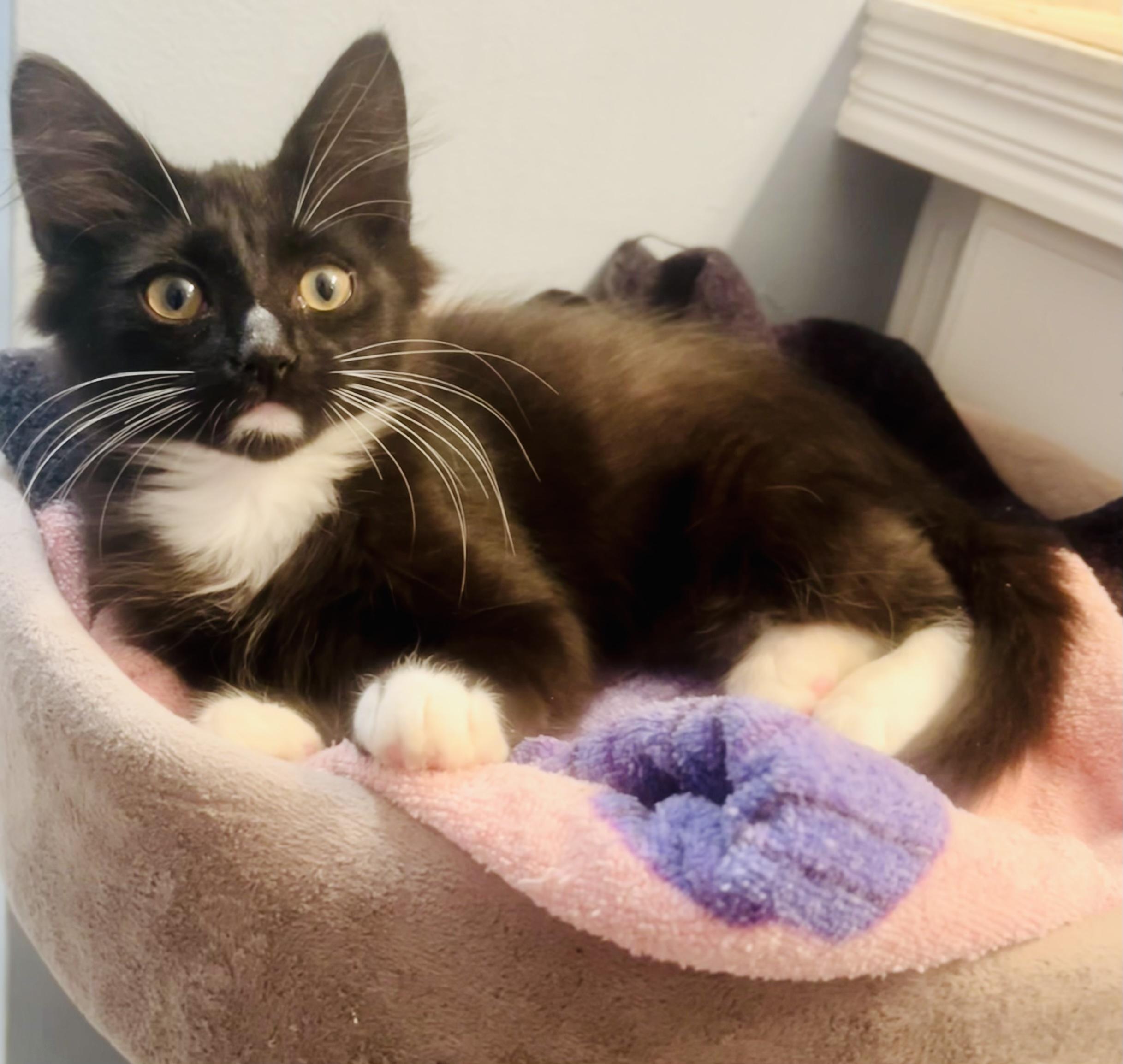 Whiskey, a ADOPTABLE Tuxedo in Bethel, CT image 5/6