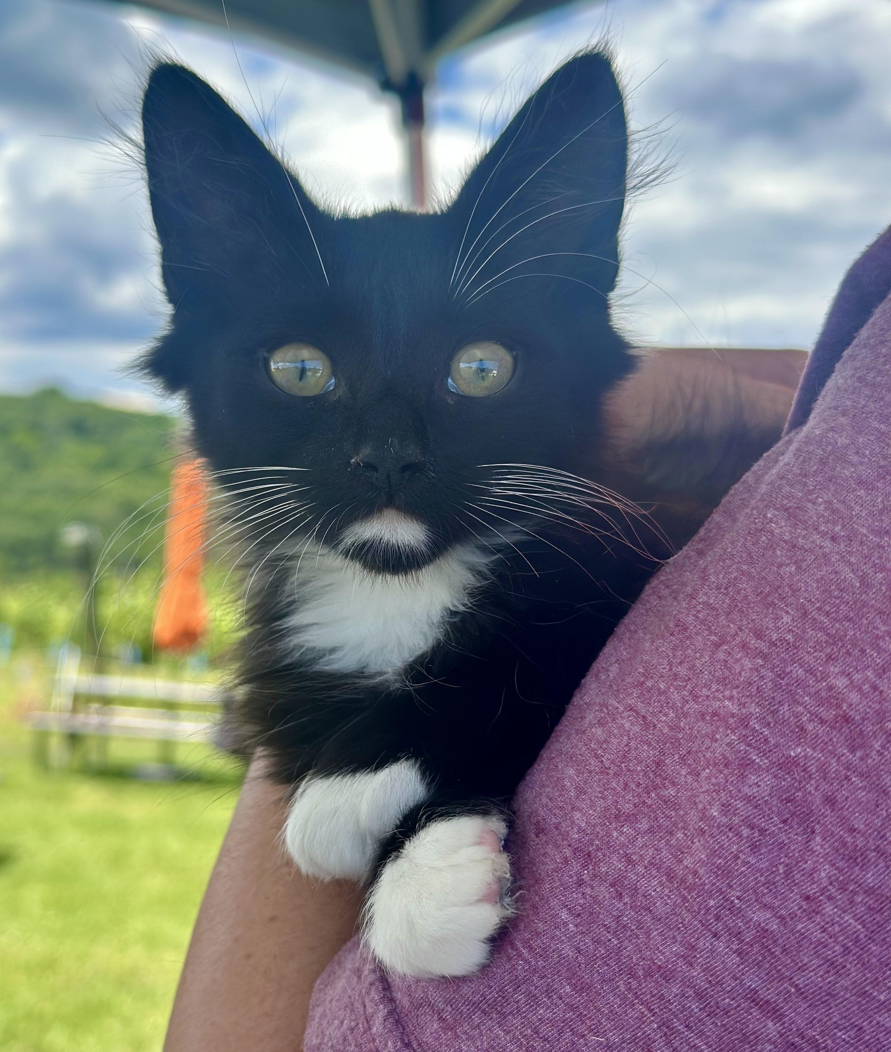 Whiskey, a ADOPTABLE Tuxedo in Bethel, CT image 3/6
