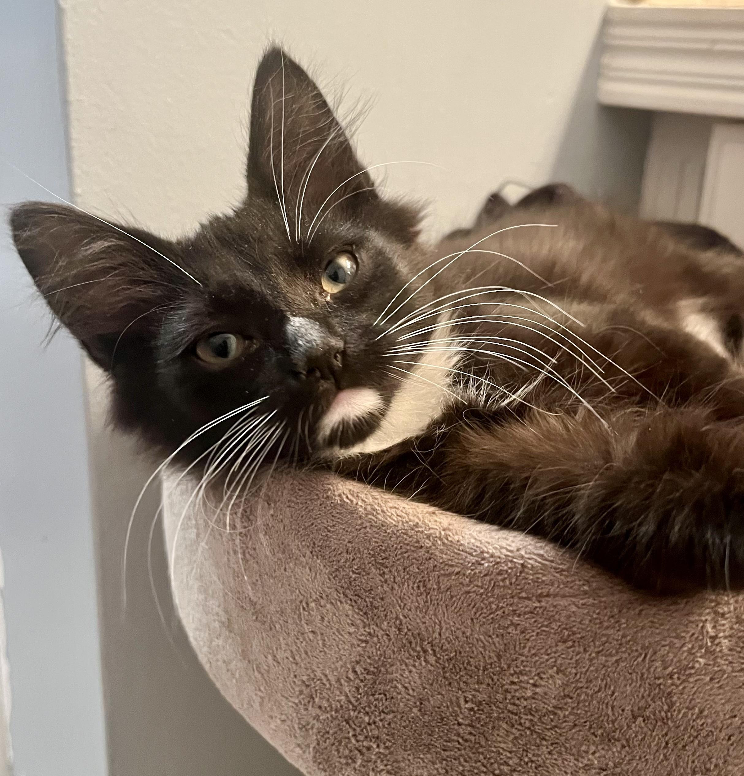 Whiskey, a ADOPTABLE Tuxedo in Bethel, CT image 2/6