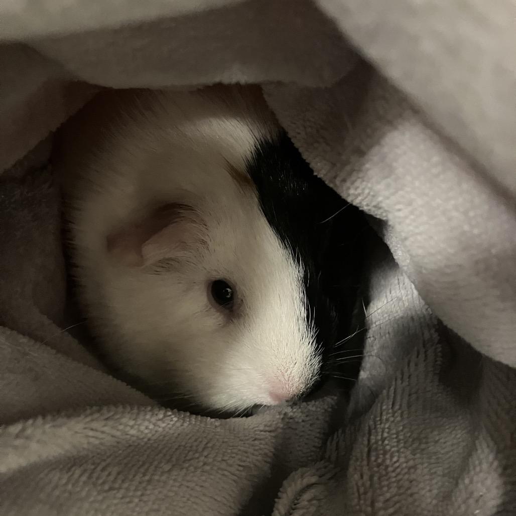 First Star, Adoptable, Young Female Guinea Pig.
