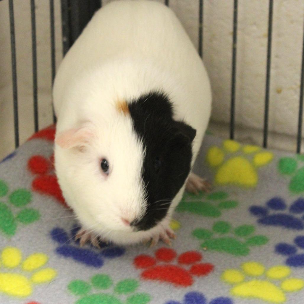 Enlarge First Star, a Adoptable Guinea Pig in Gloucester, VA image 2/2