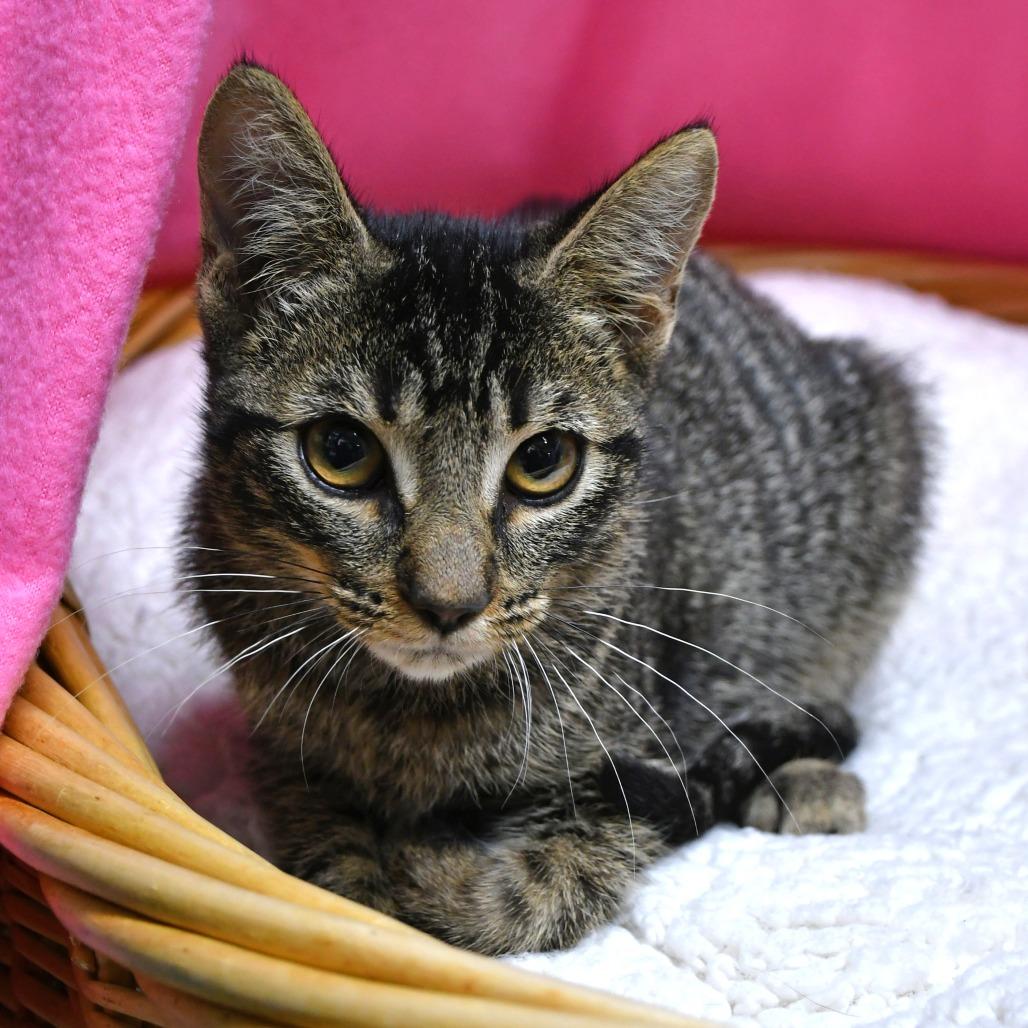 Enlarge Elora, a Adoptable Domestic Short Hair in Beaumont, TX image 1/2