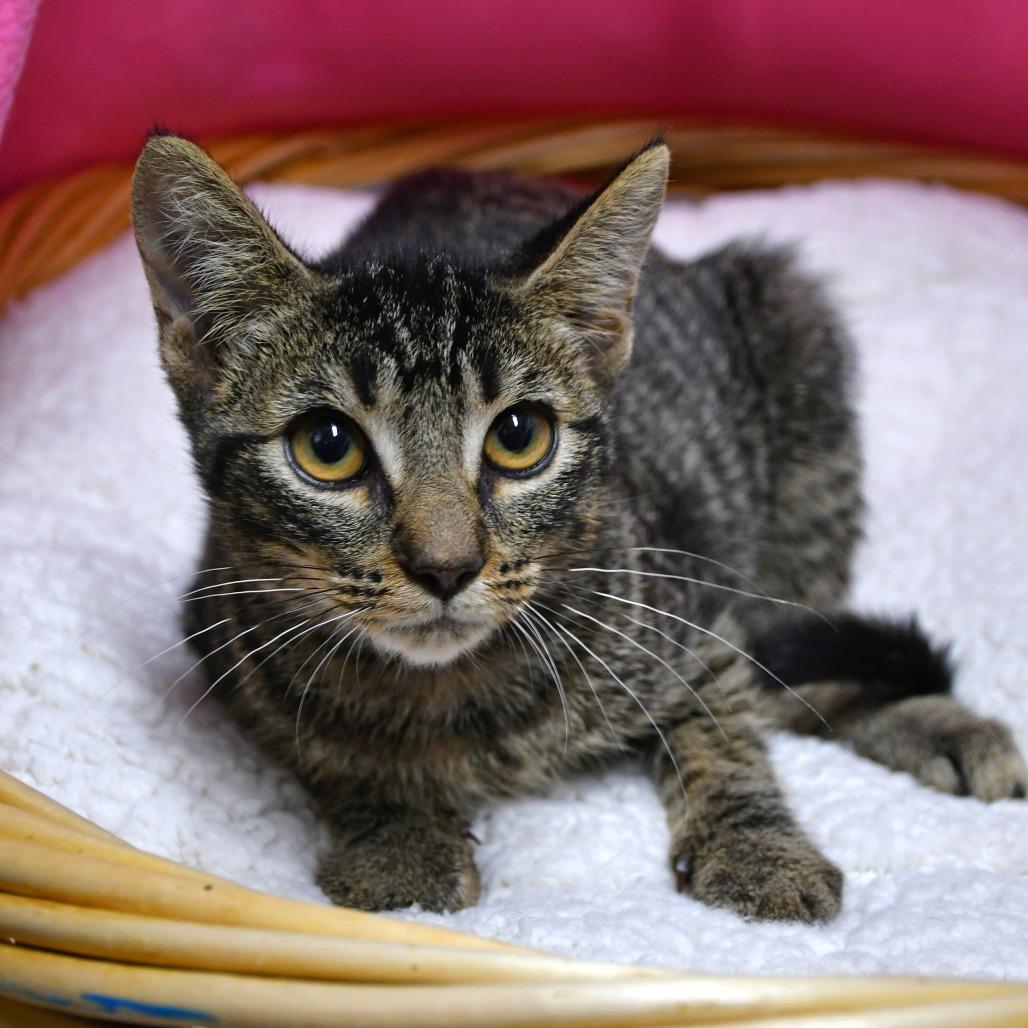 Enlarge Elora, a Adoptable Domestic Short Hair in Beaumont, TX image 2/2