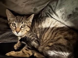 Enlarge PUSHEEN, a Adoptable Domestic Short Hair in Santa Monica, CA image 1/1