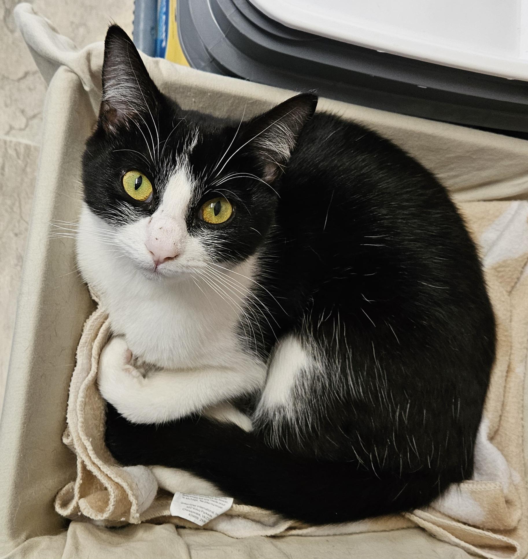 Emerald, ADOPTABLE, Kitten Female Domestic Short Hair.