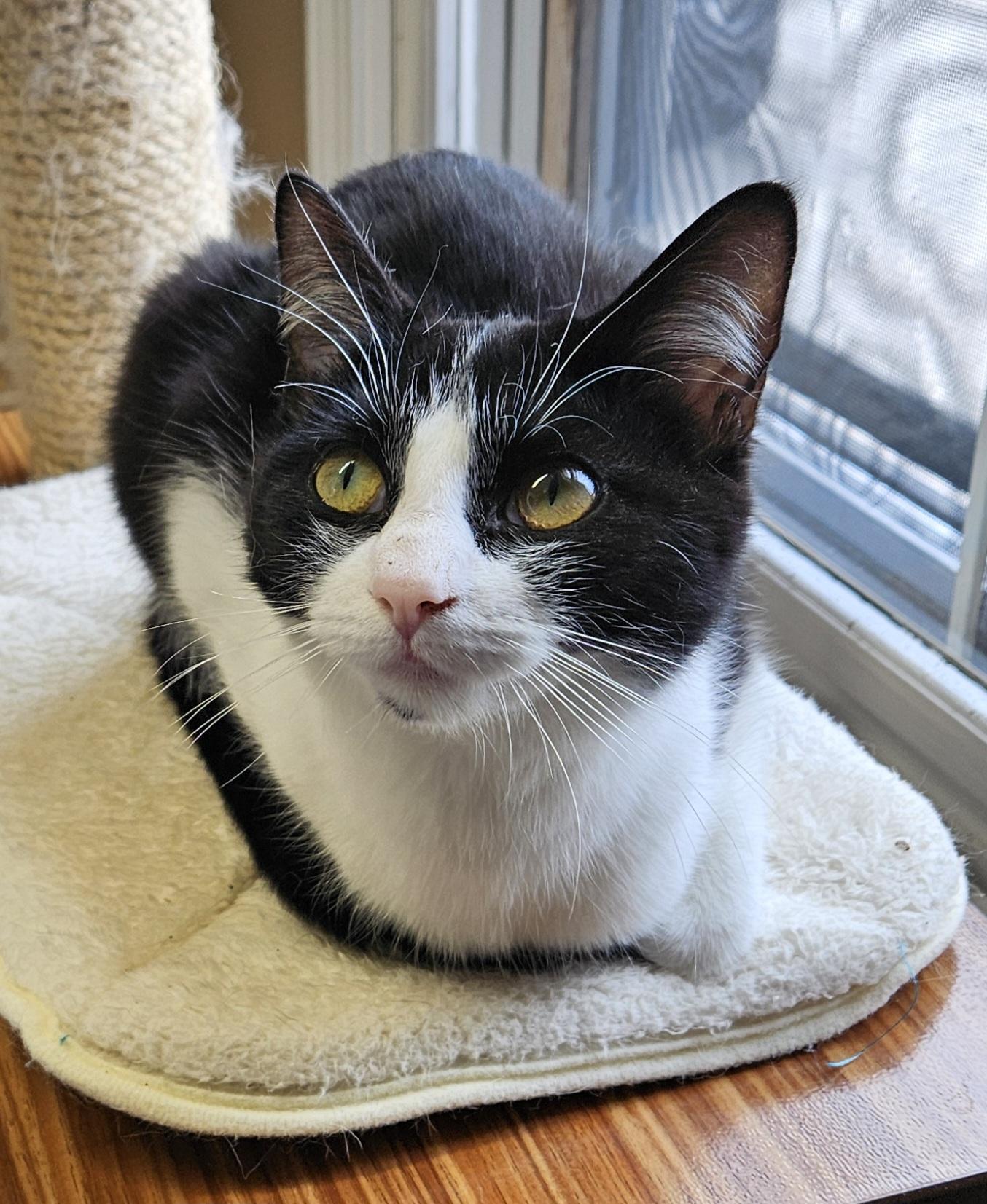 Enlarge Emerald, a ADOPTABLE Domestic Short Hair in Brockport, NY image 2/5