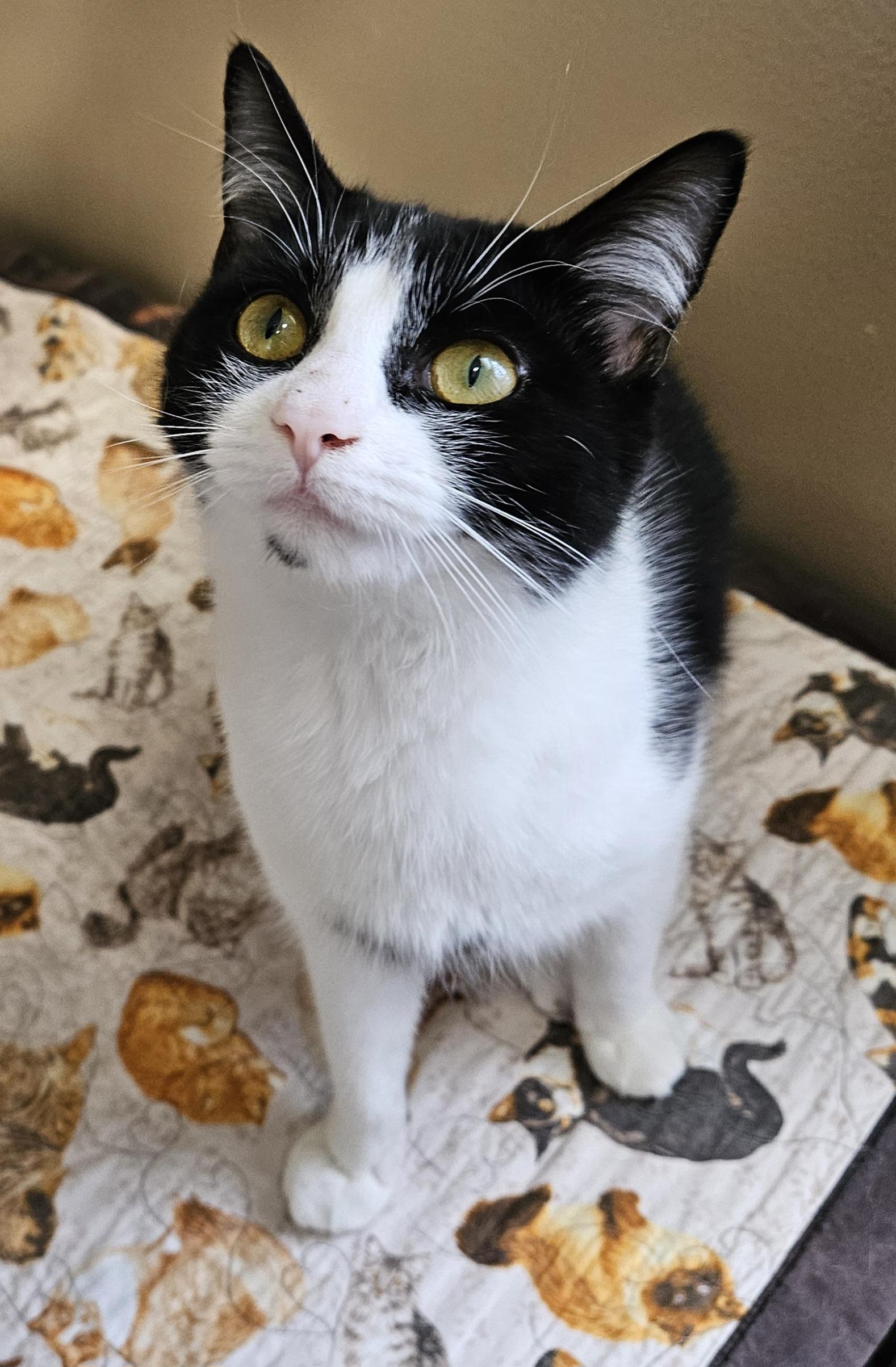 Enlarge Emerald, a ADOPTABLE Domestic Short Hair in Brockport, NY image 3/5