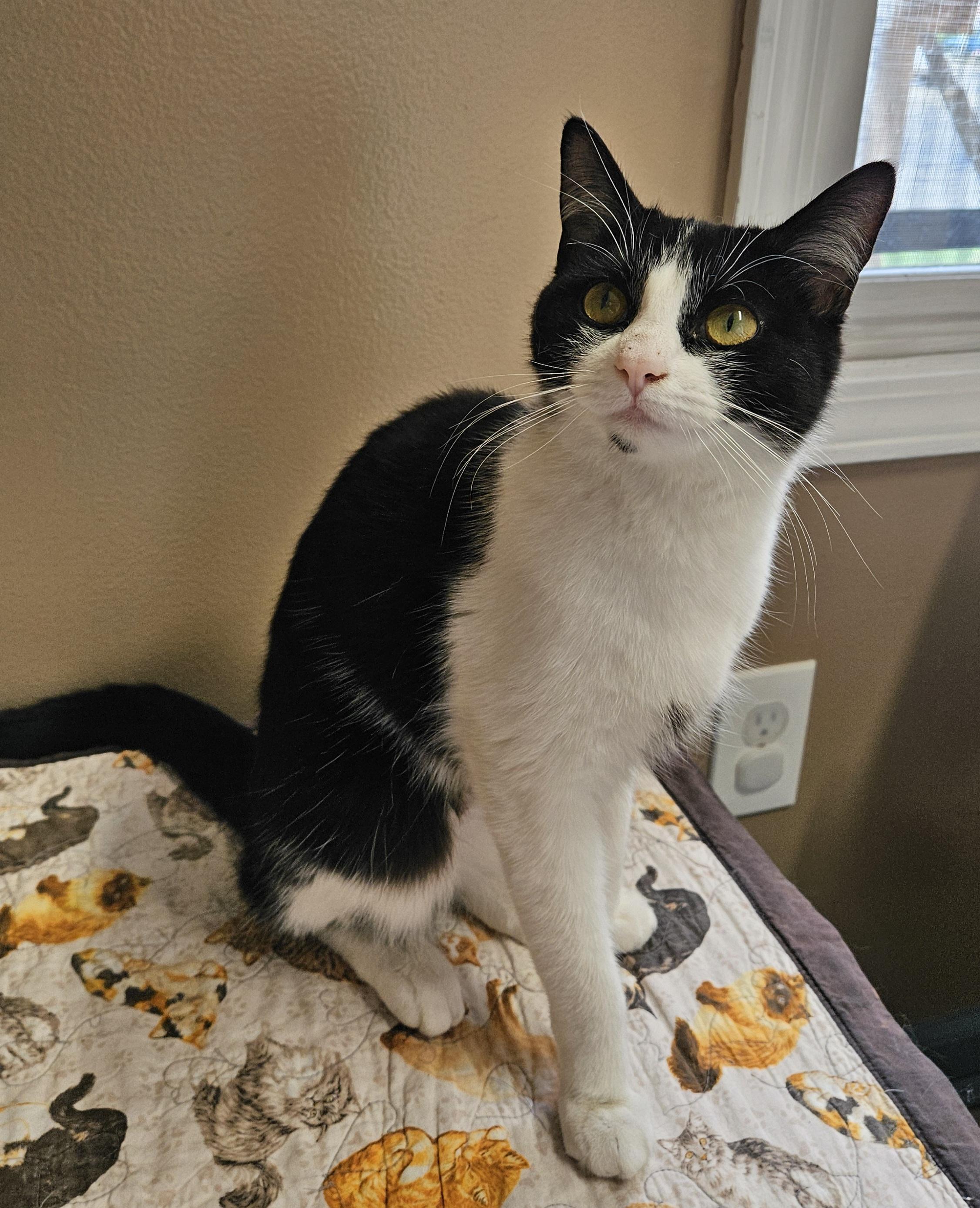 Enlarge Emerald, a ADOPTABLE Domestic Short Hair in Brockport, NY image 4/5