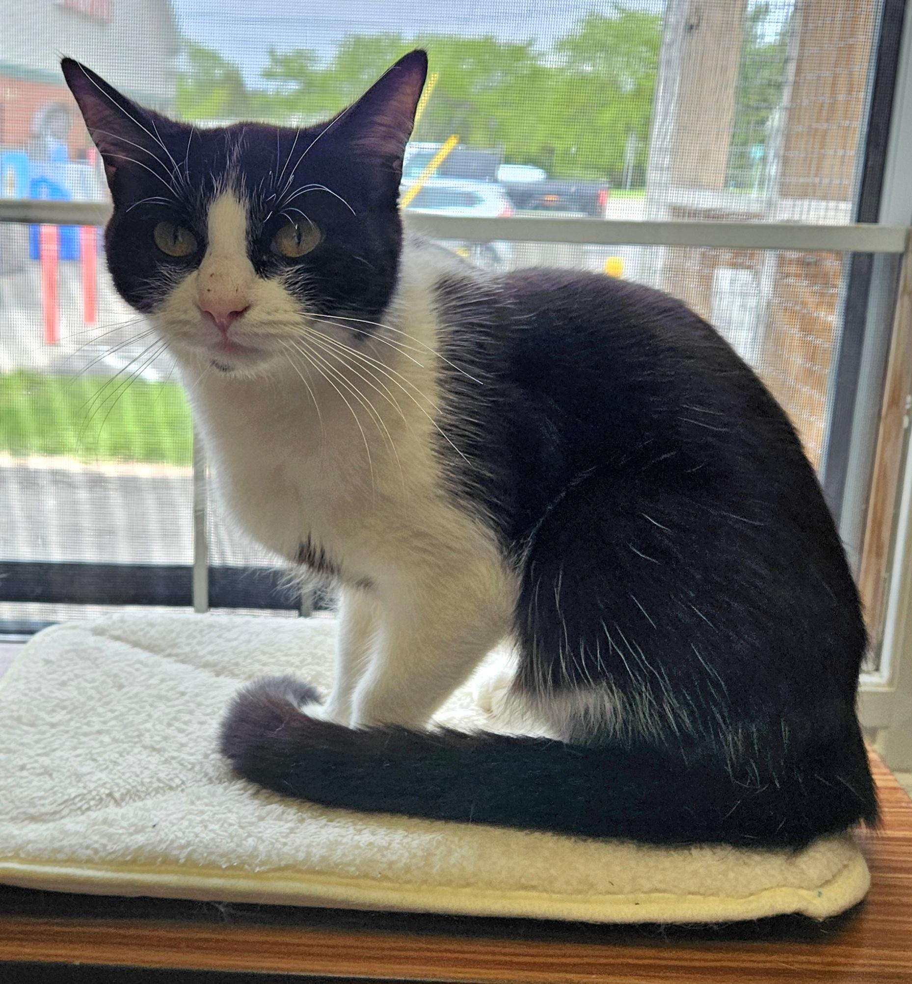 Enlarge Emerald, a ADOPTABLE Domestic Short Hair in Brockport, NY image 5/5