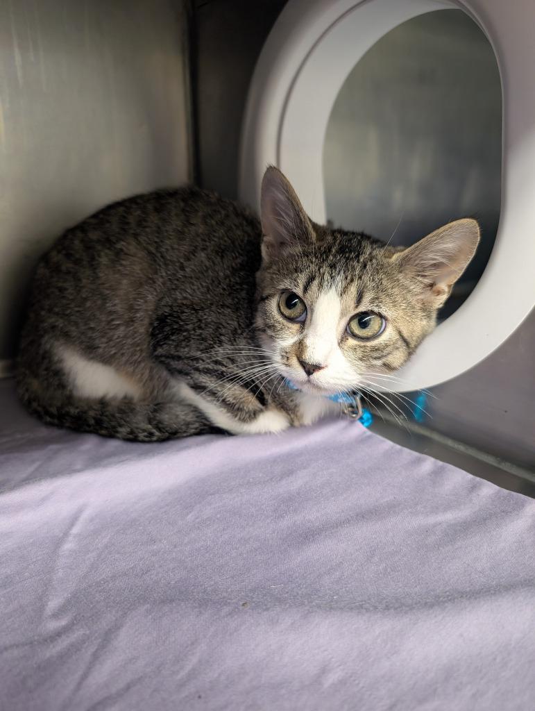 Ginevra, Adoptable, Kitten Female Domestic Short Hair.