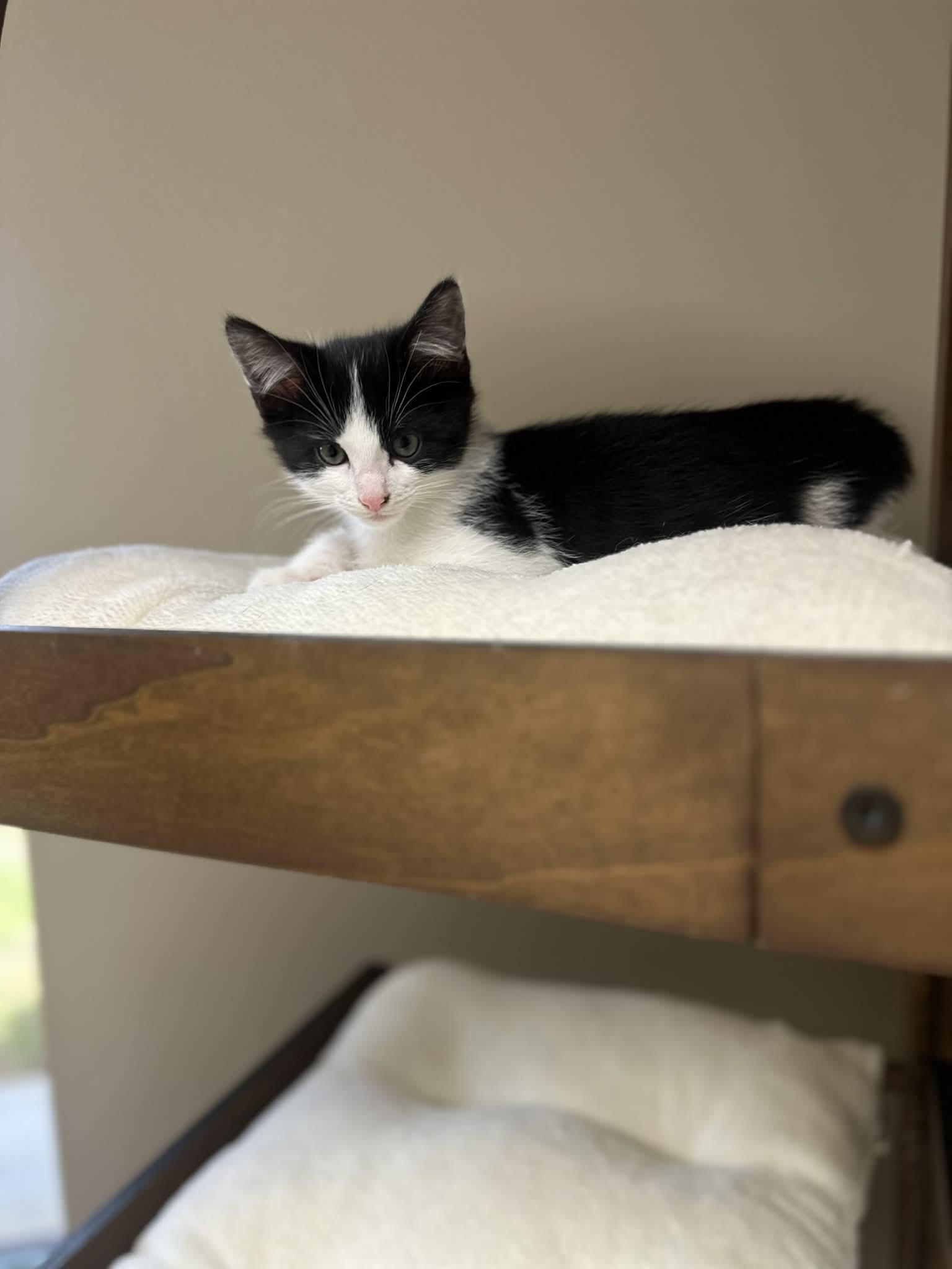 Enlarge Colin, a Adoptable Domestic Short Hair in Duluth, GA image 4/4