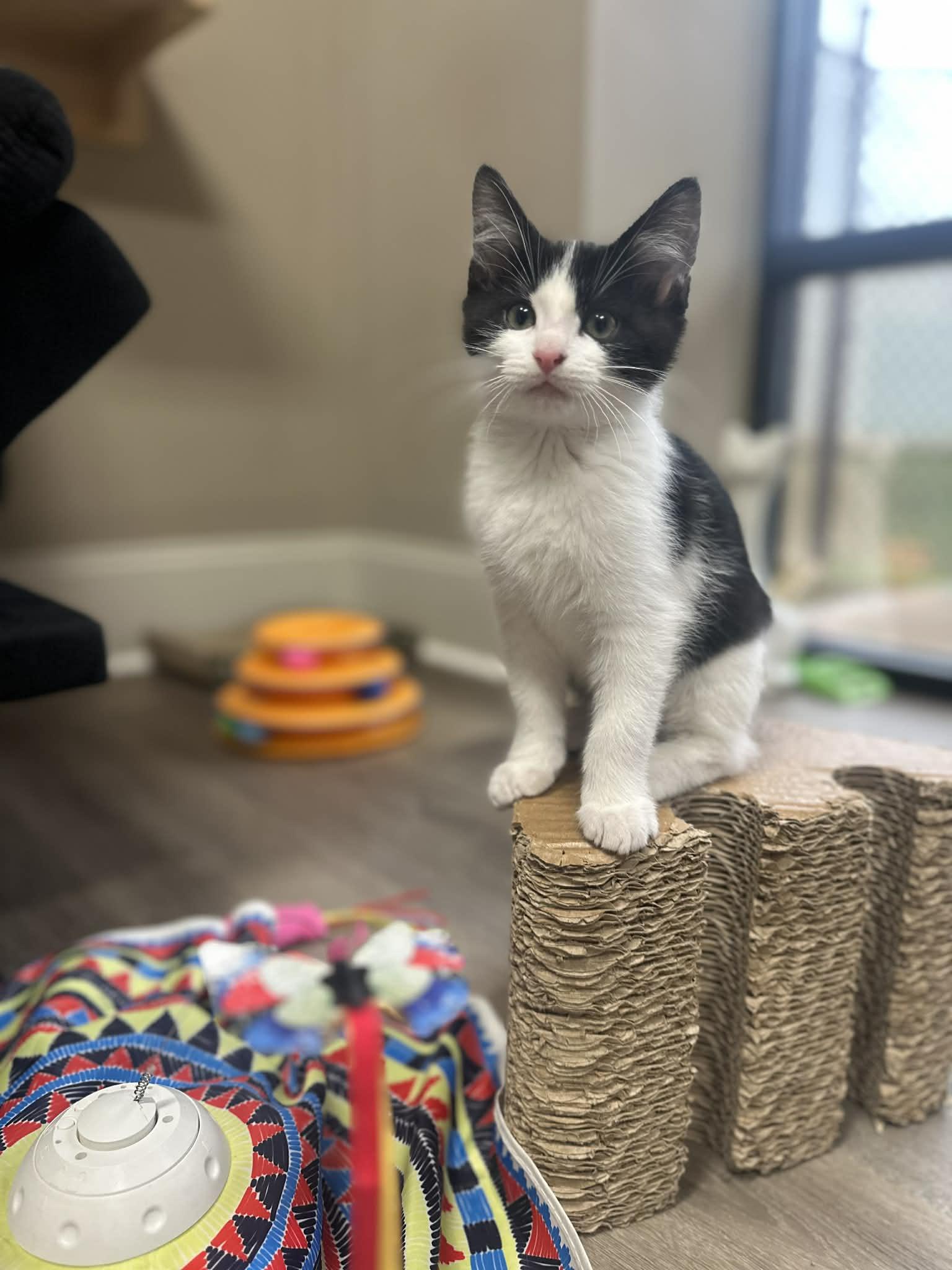 Enlarge Colin, a Adoptable Domestic Short Hair in Duluth, GA image 1/4