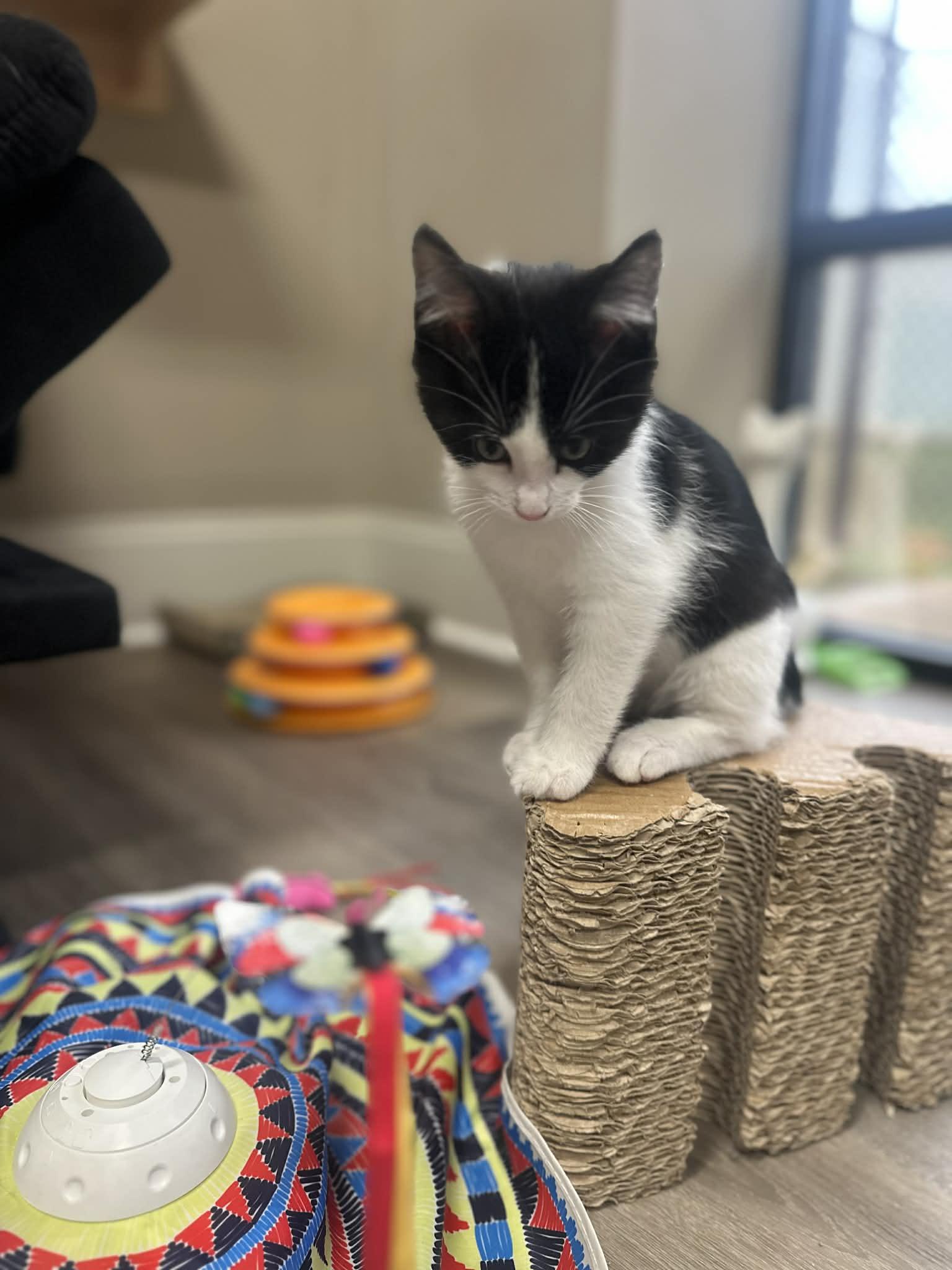 Enlarge Colin, a Adoptable Domestic Short Hair in Duluth, GA image 3/4