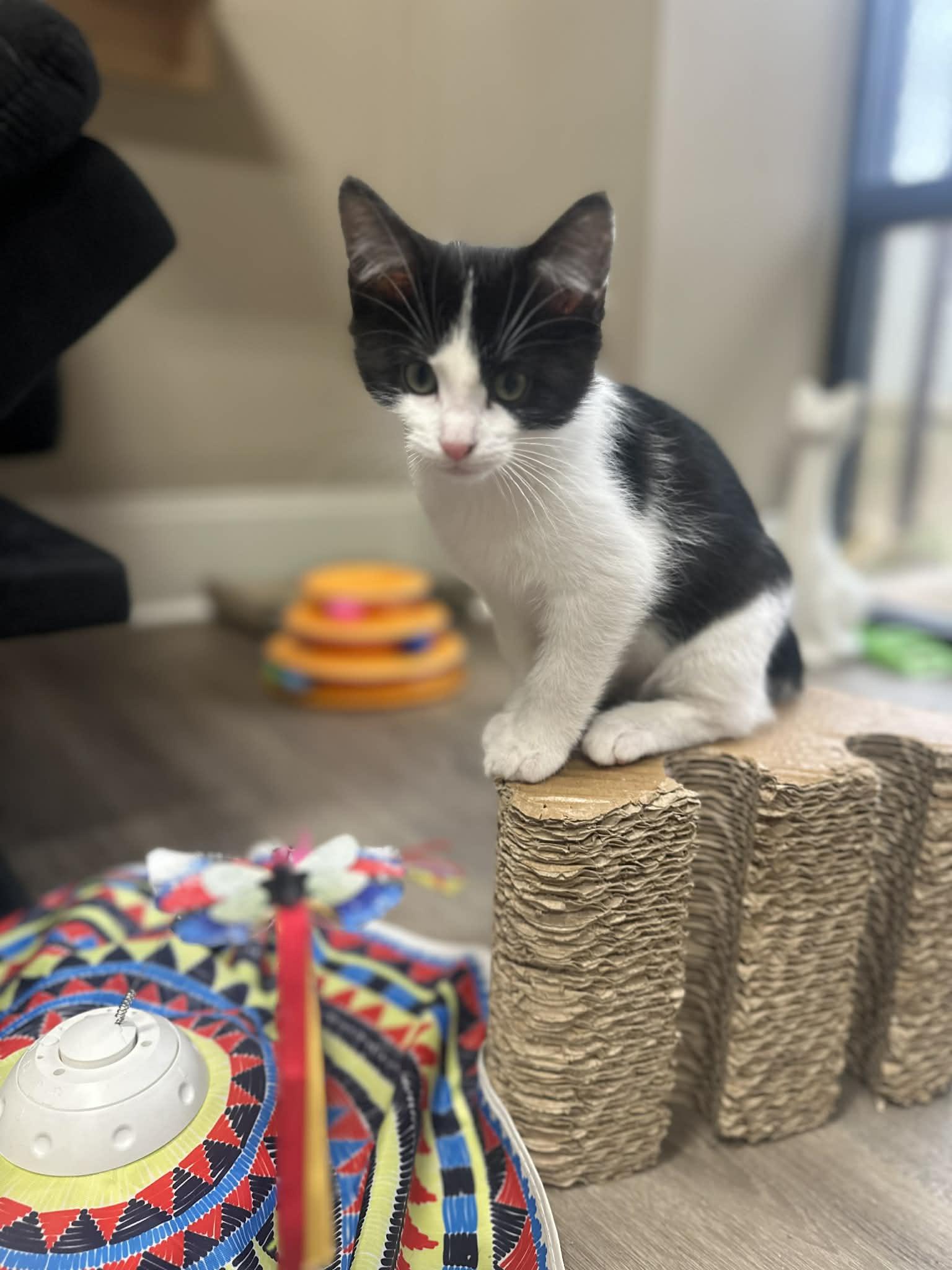 Enlarge Colin, a Adoptable Domestic Short Hair in Duluth, GA image 2/4