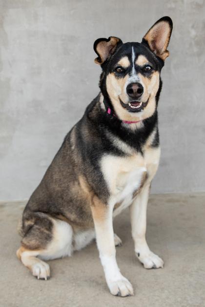 Merry, Adoptable, Adult Female Mixed Breed & Mixed Breed.