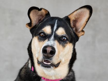 Enlarge Merry, a Adoptable mixed breed in Longmont, CO image 2/3