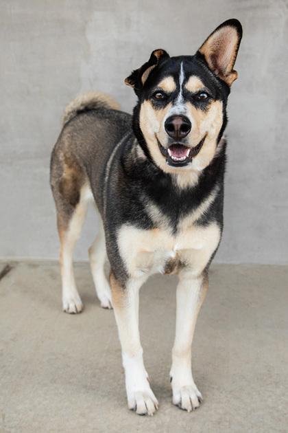 Enlarge Merry, a Adoptable mixed breed in Longmont, CO image 3/3