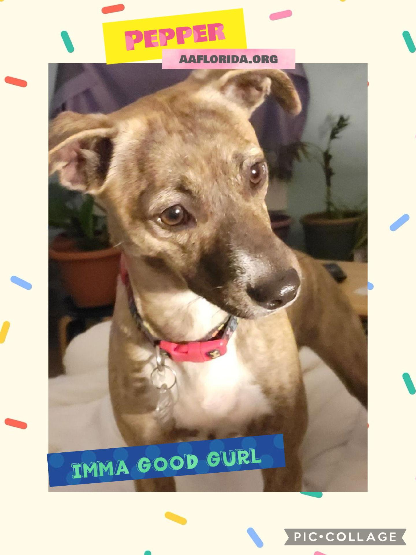 Pepper, Adoptable, Young Female Terrier & Chihuahua.