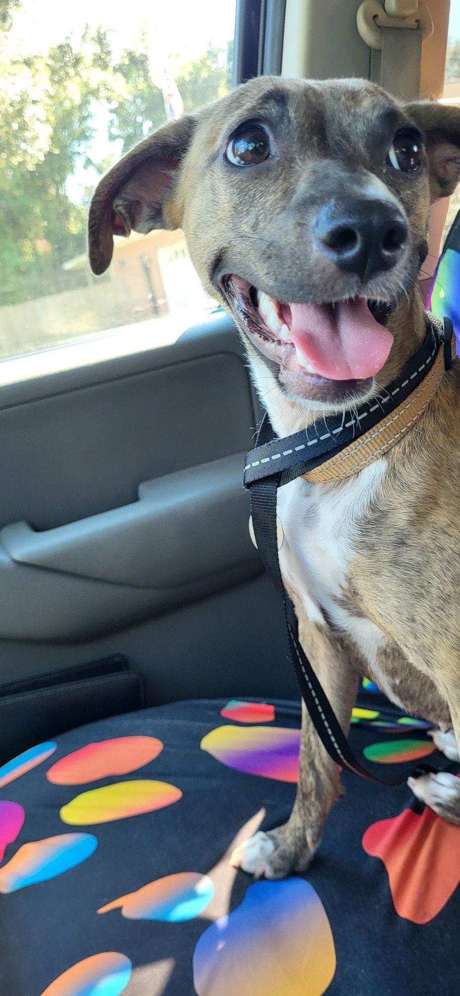 Enlarge Pepper, a Adoptable mixed breed in Pensacola, FL image 2/3